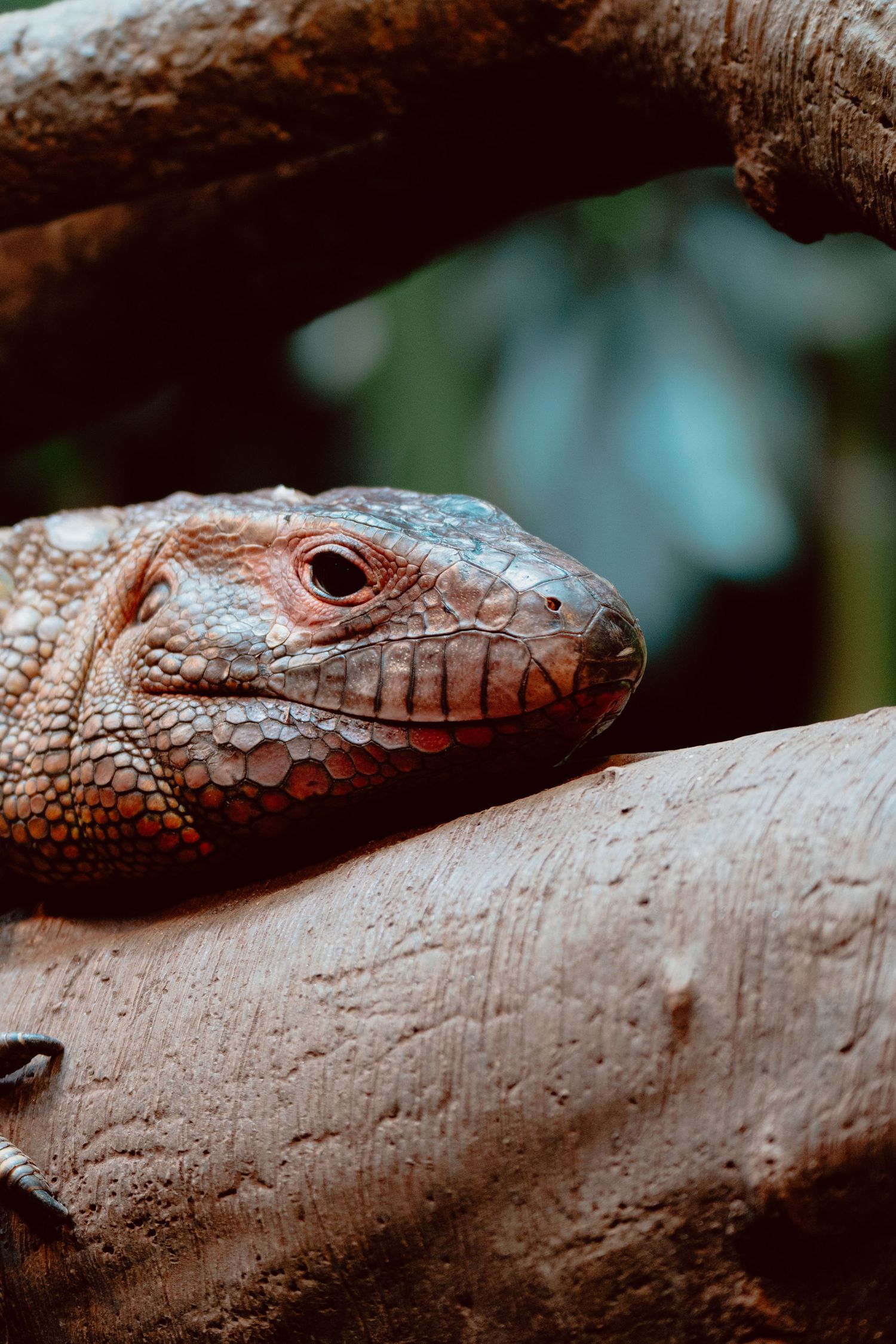 Close-up portrait of a caiman lizard resting on a branch, showcasing its detailed orange scaly skin.