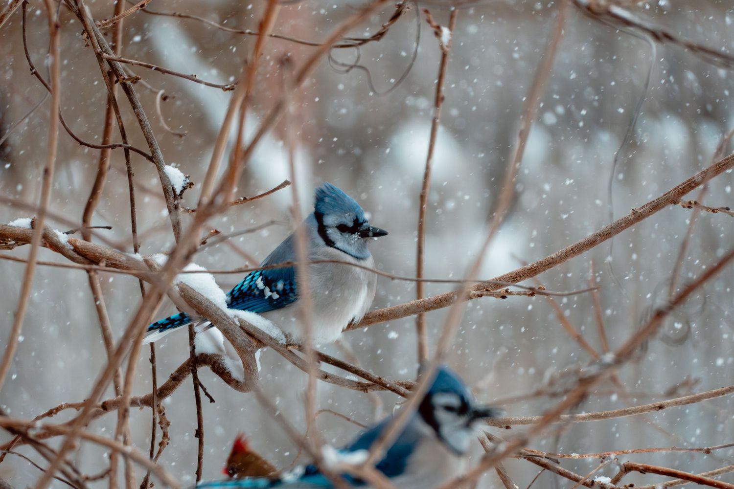 Multiple blue jays gather on snowy bare branches during a heavy winter snowfall.