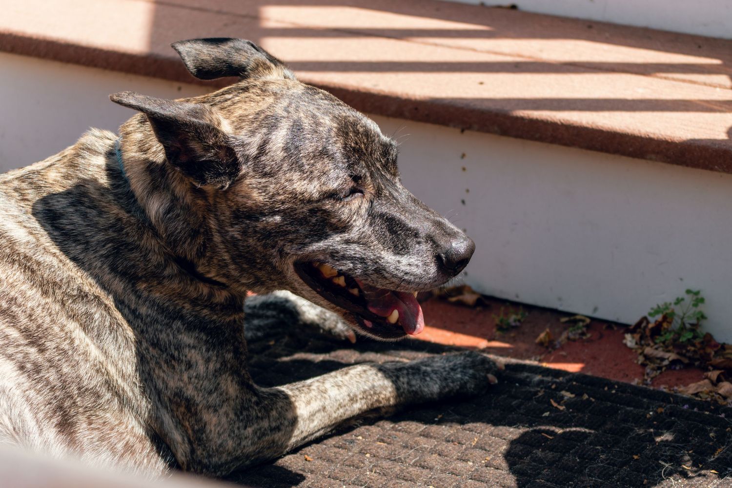 Brindle dog resting on a rooftop in the sun with mouth slightly open.