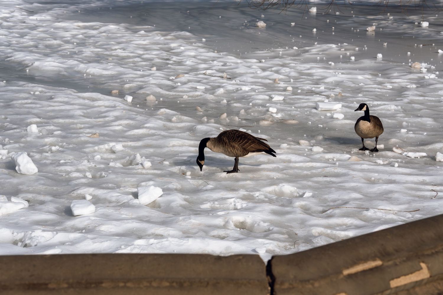 Two Canada geese walking on a frozen icy shoreline with snow and ice chunks along the beach in winter.