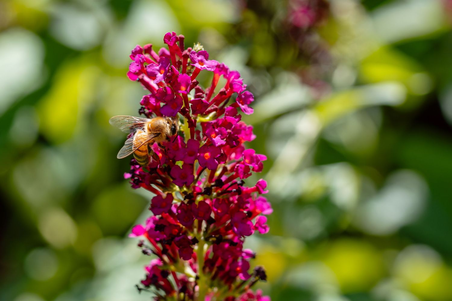 A honeybee in flight approaches a vibrant pink butterfly bush flower spike.