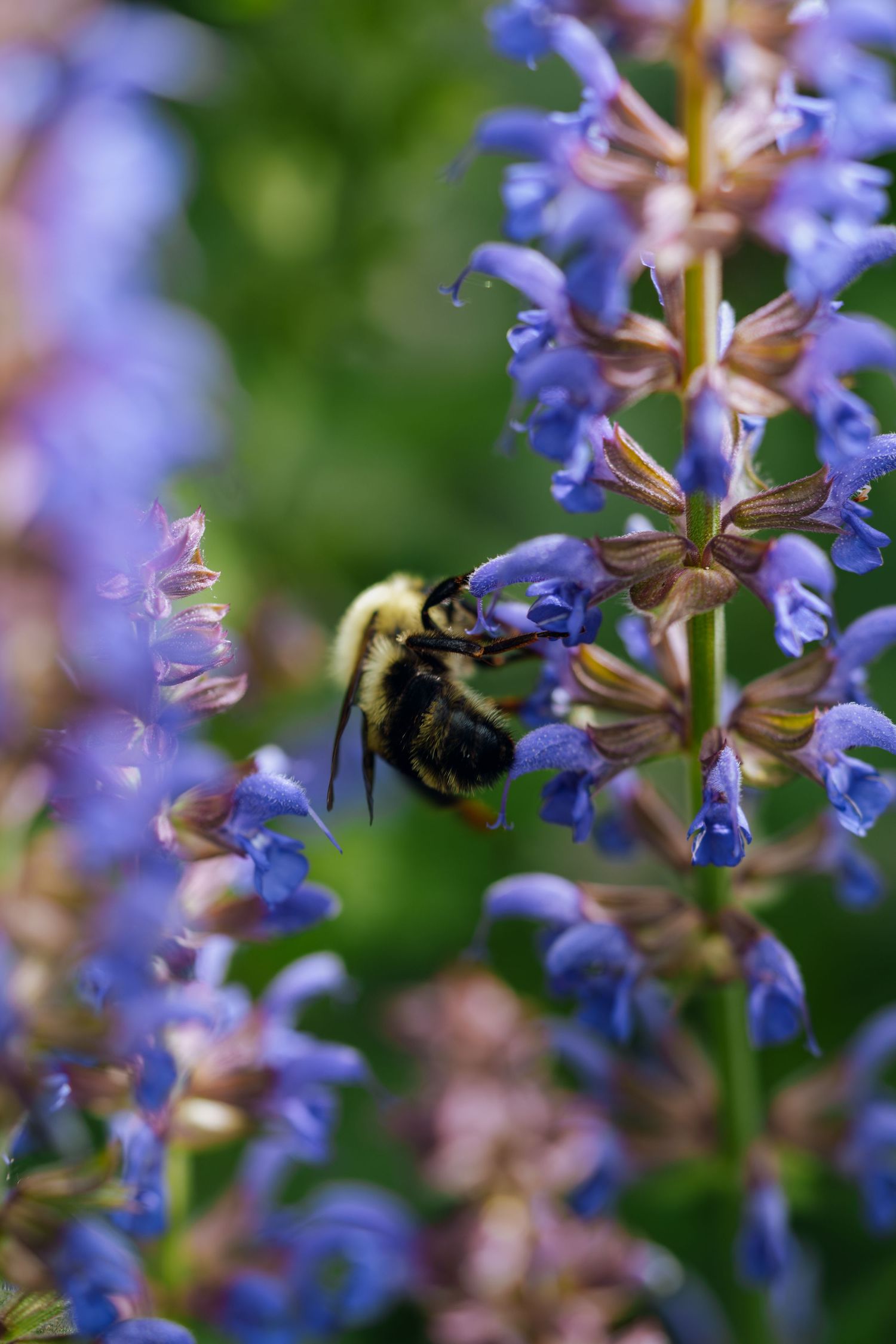 A bumblebee collecting nectar from vibrant purple salvia flowers in a garden, with a soft green bokeh background.