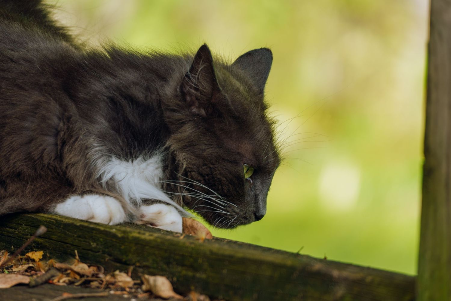 A fluffy tuxedo cat with green eyes resting on a wooden surface surrounded by autumn leaves.