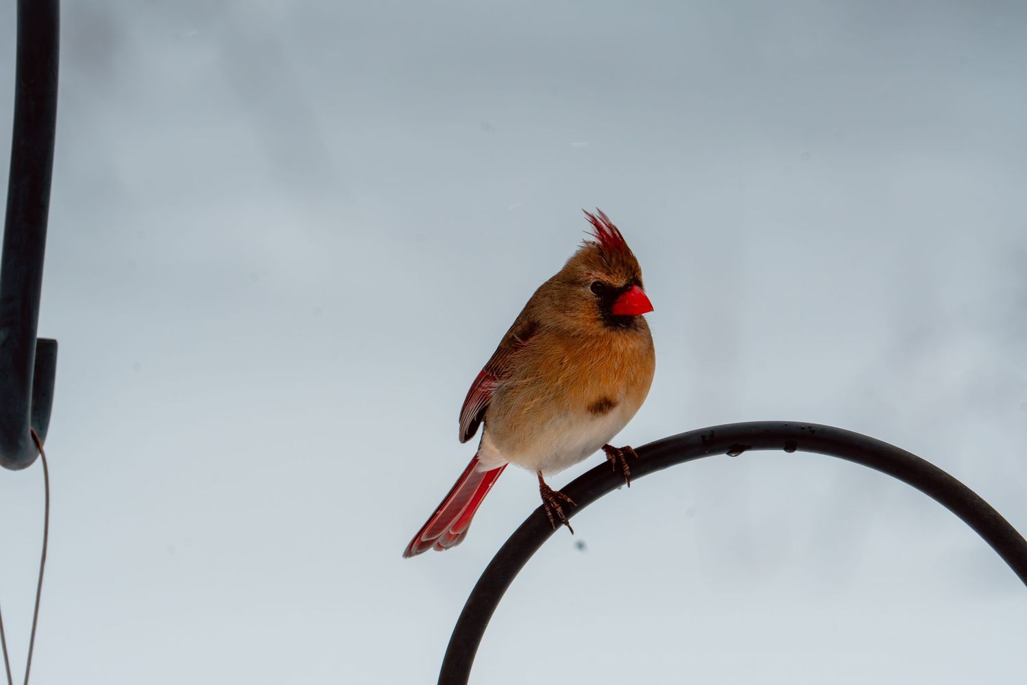 A female northern cardinal with red crest perched on a curved metal feeder pole.