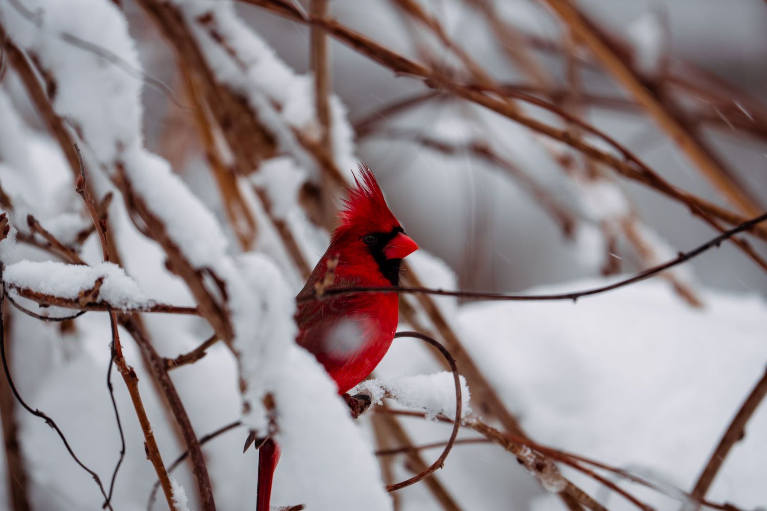 A vibrant red male Northern Cardinal perched on snow-covered branches in winter.