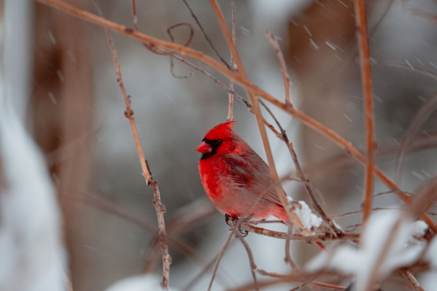 Brilliant red male northern cardinal perched on snowy bare branches.