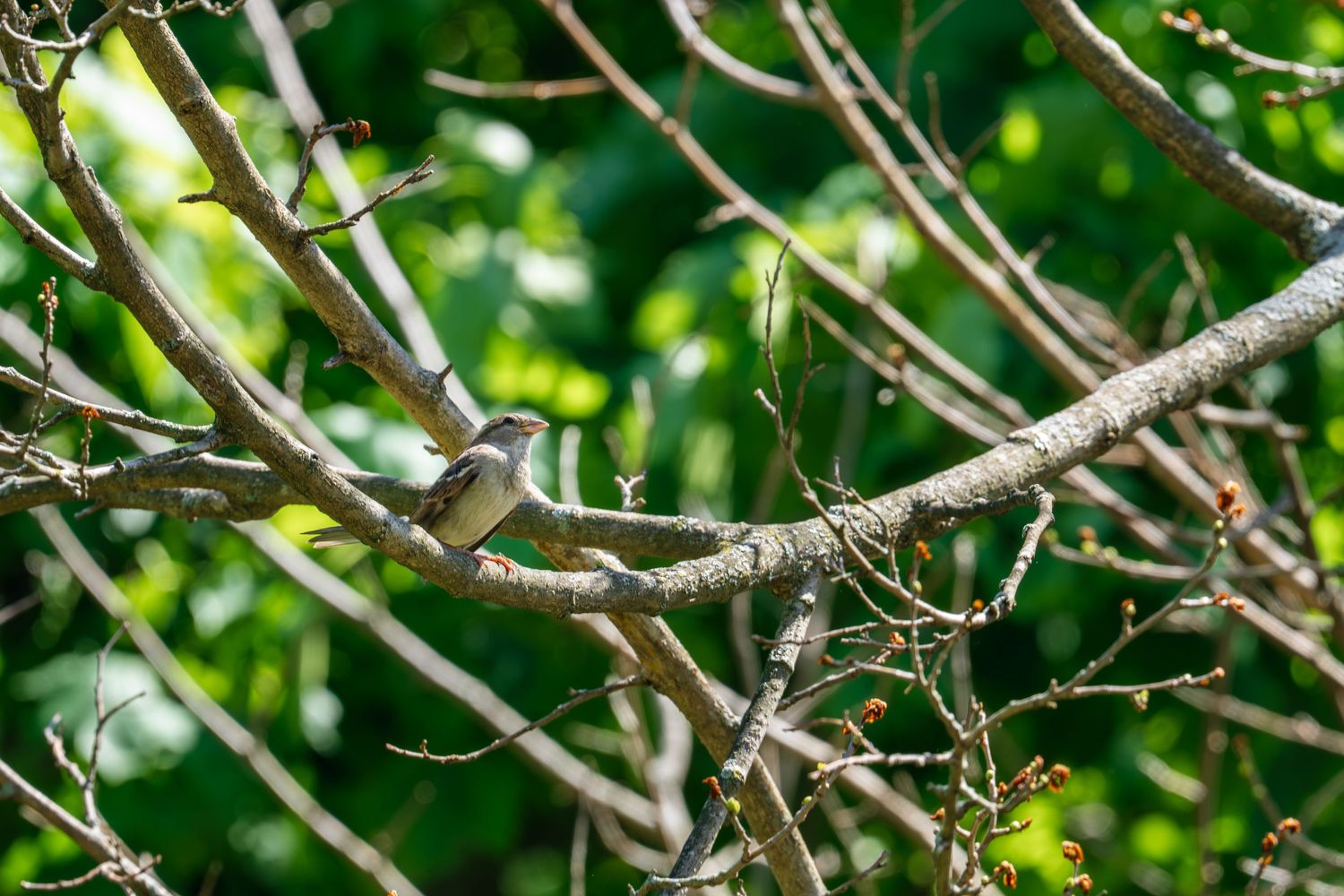 Small brown bird perched on bare tree branches surrounded by lush green foliage in nature.
