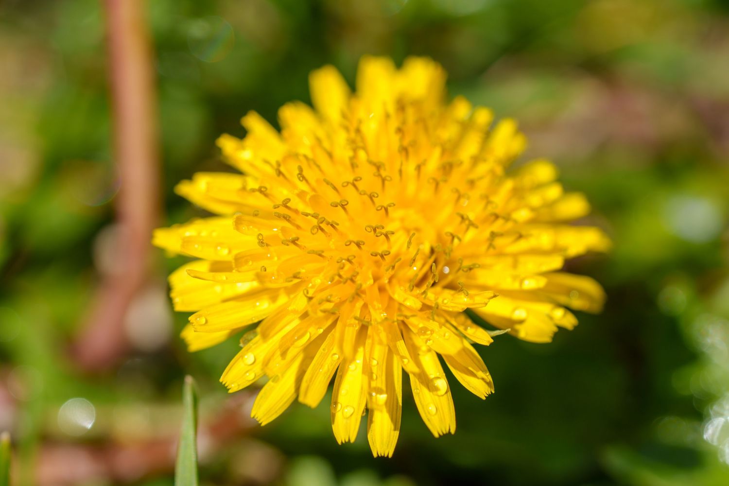 Bright yellow dandelion flower in full bloom with green background in sunlight.
