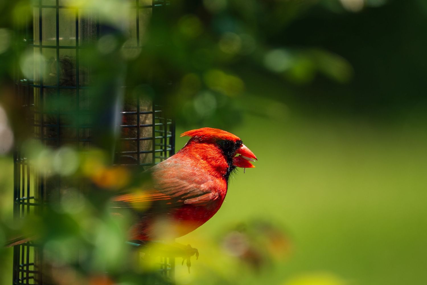 Vibrant male Northern Cardinal perched on a wire suet feeder surrounded by lush green foliage.