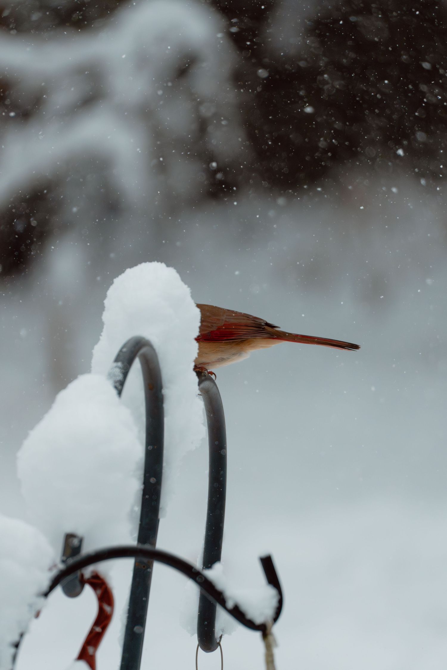 A snow-covered female cardinal peeks out from under heavy snow on a metal garden hook in winter.