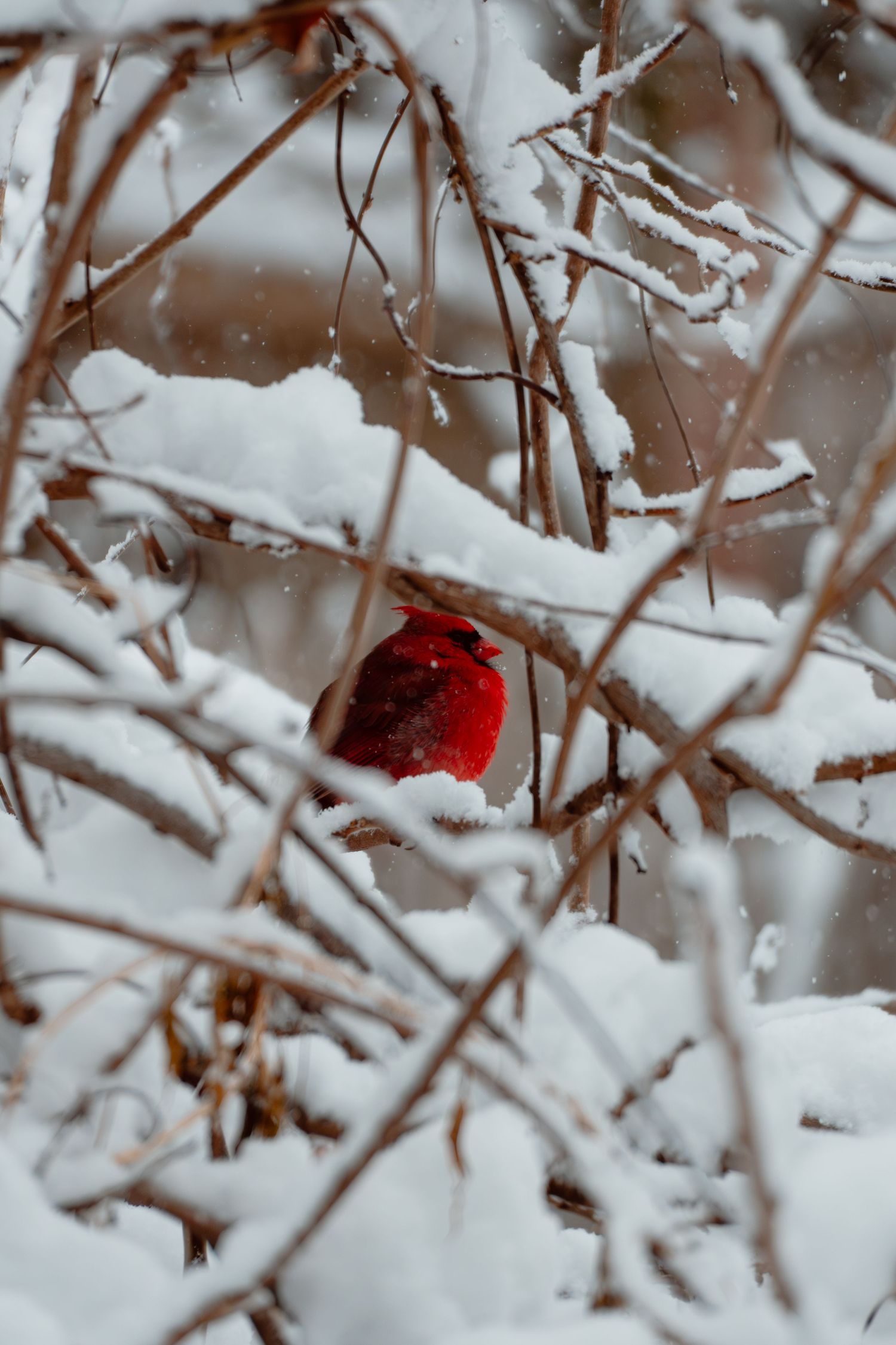 A striking red male northern cardinal sitting among snow-laden bare branches during a heavy winter snowfall.