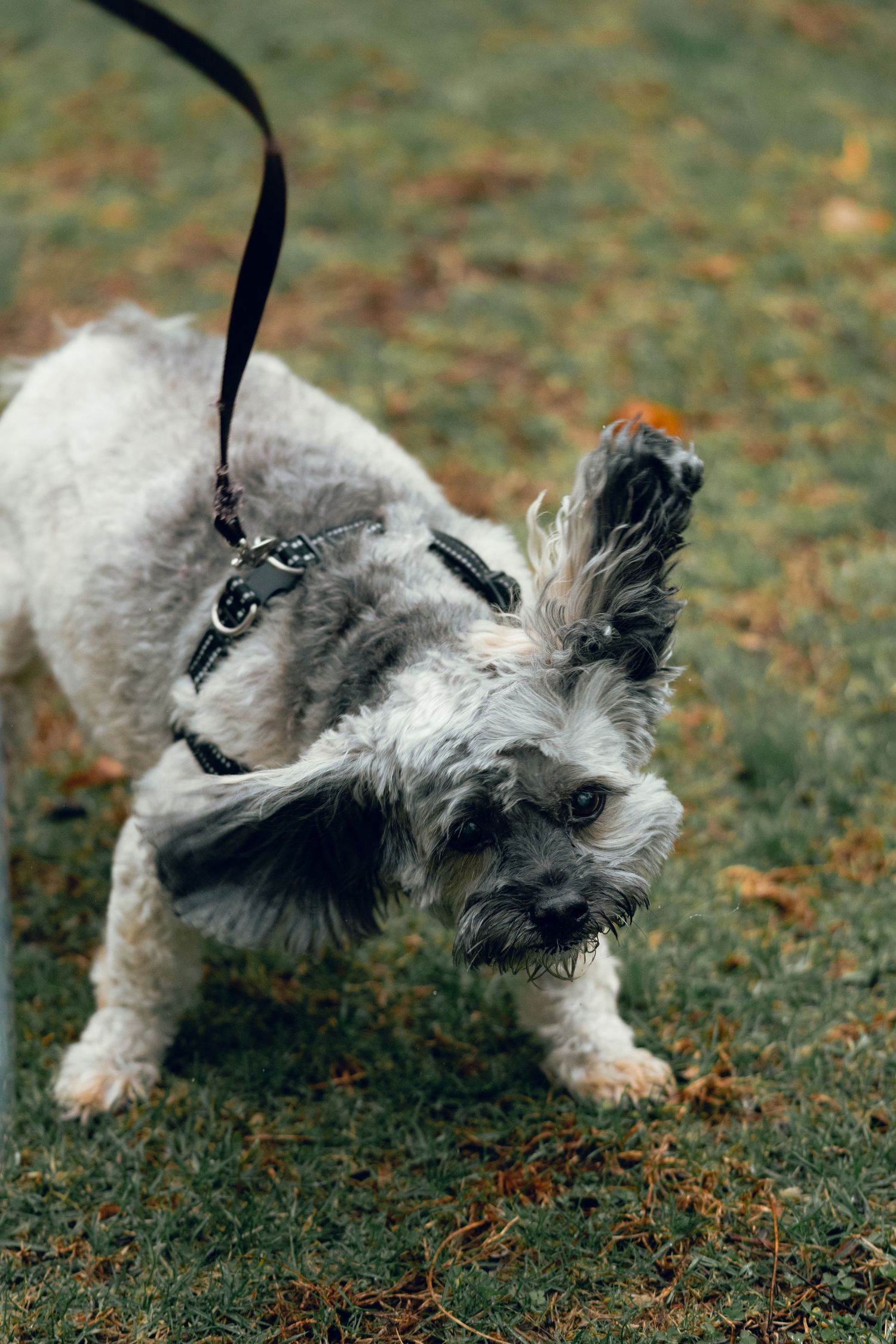 A scruffy gray terrier mix dog on a leash shaking its head with ears flying on green grass.