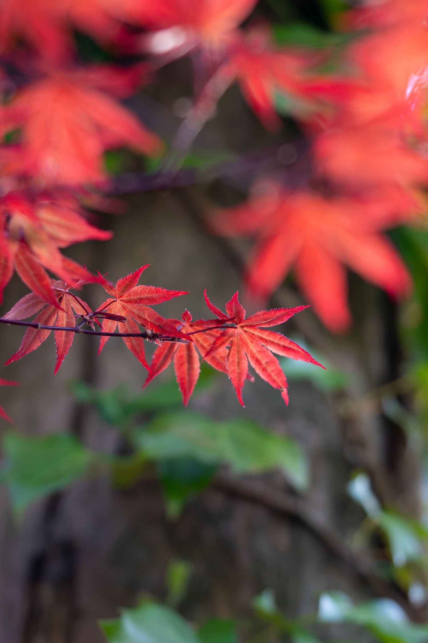Vivid red Japanese maple leaves on a branch with blurred autumn foliage in the background.