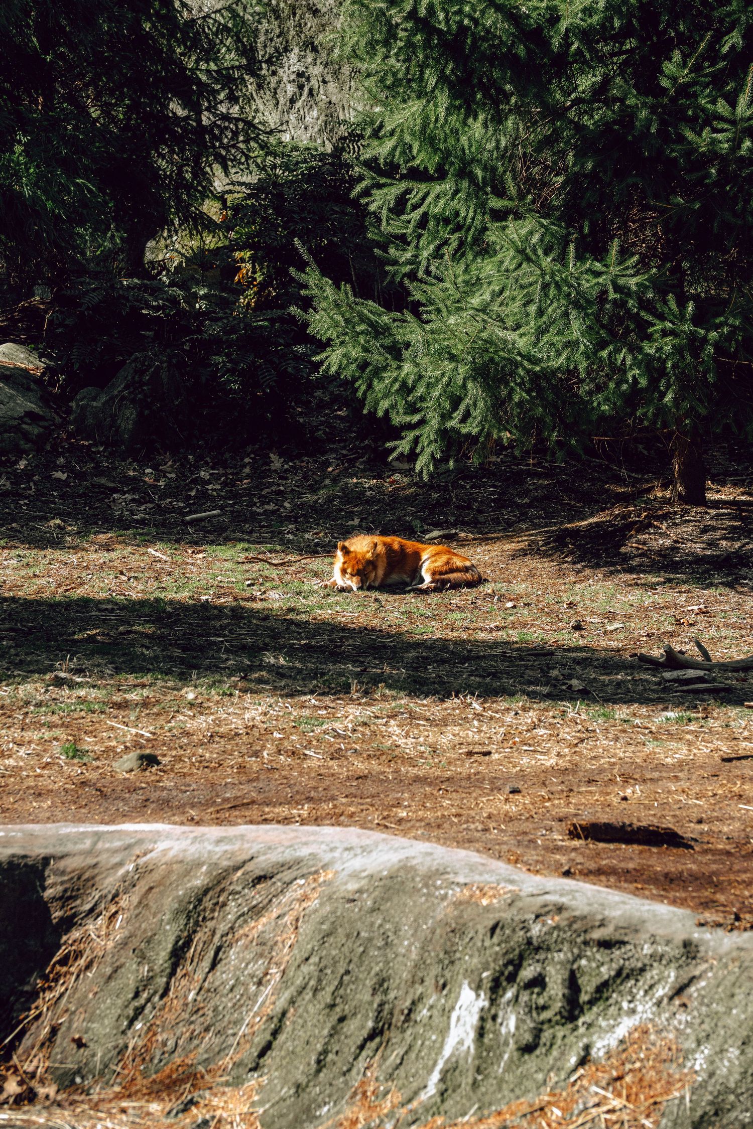 A red fox resting on the ground in a sunlit forest clearing surrounded by evergreen trees and rocky terrain.