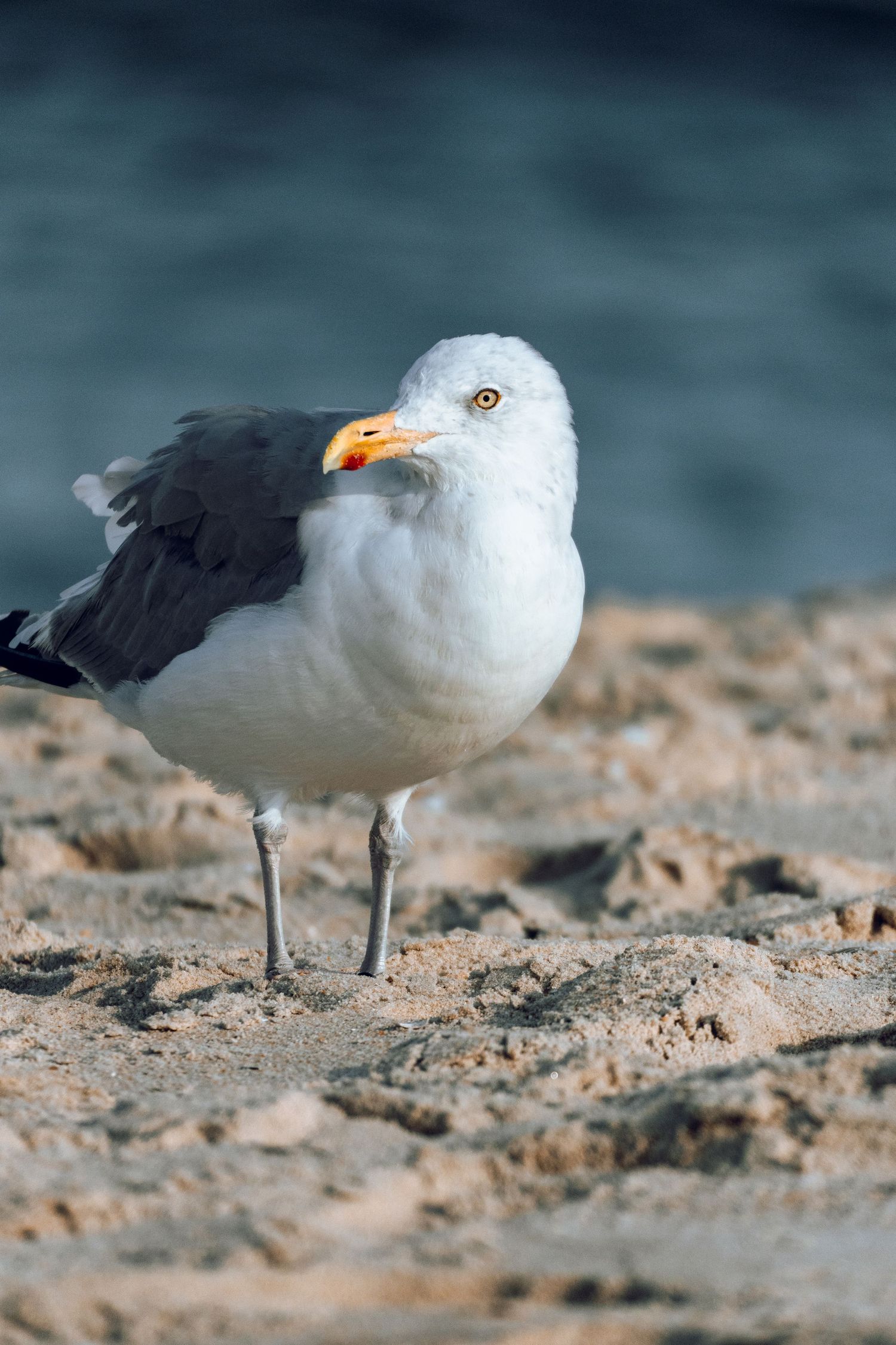 A black-backed seagull with orange-yellow beak standing on sandy beach with dark blue water background.