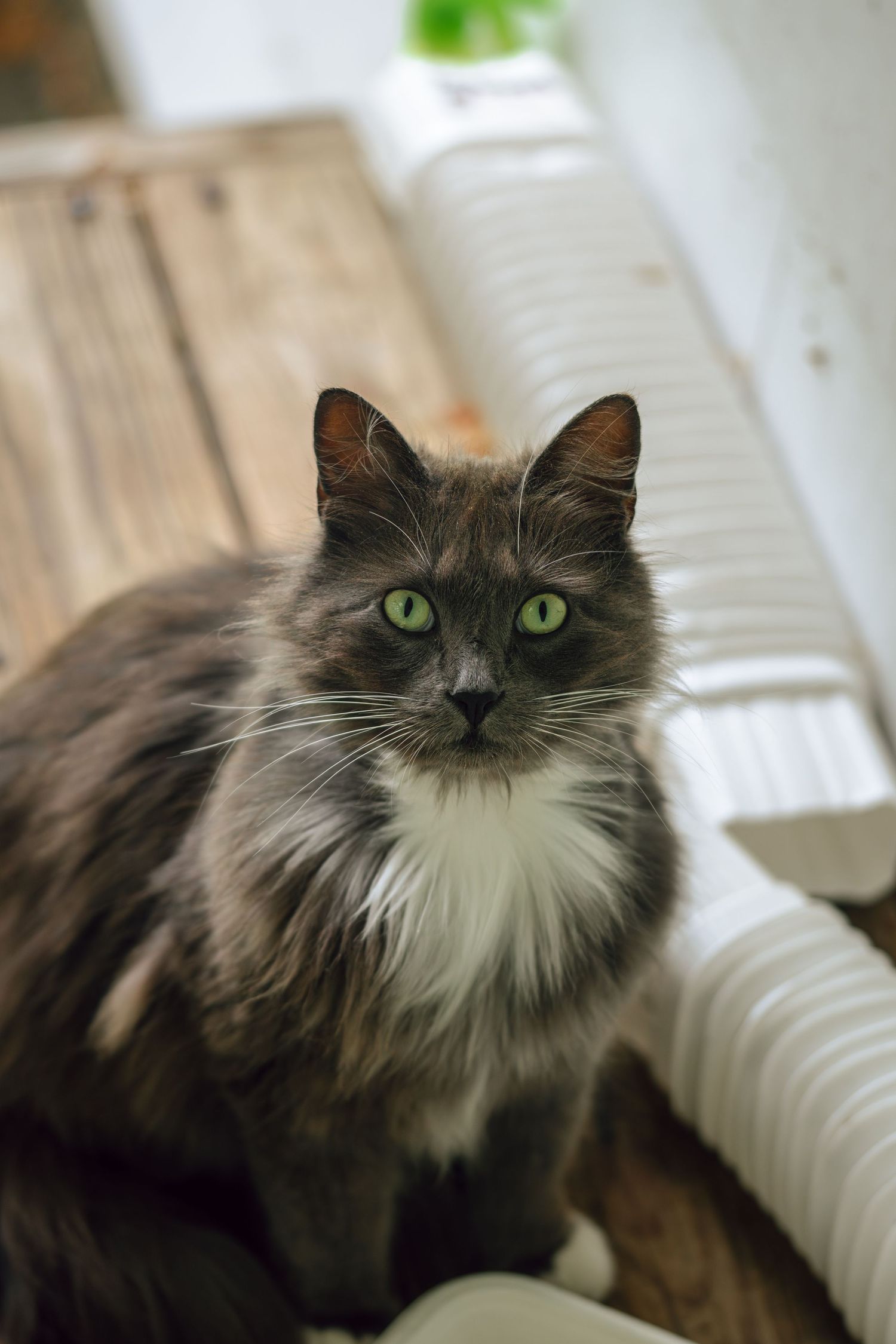 Fluffy gray and white long-haired cat with bright green eyes sitting indoors near a white radiator.