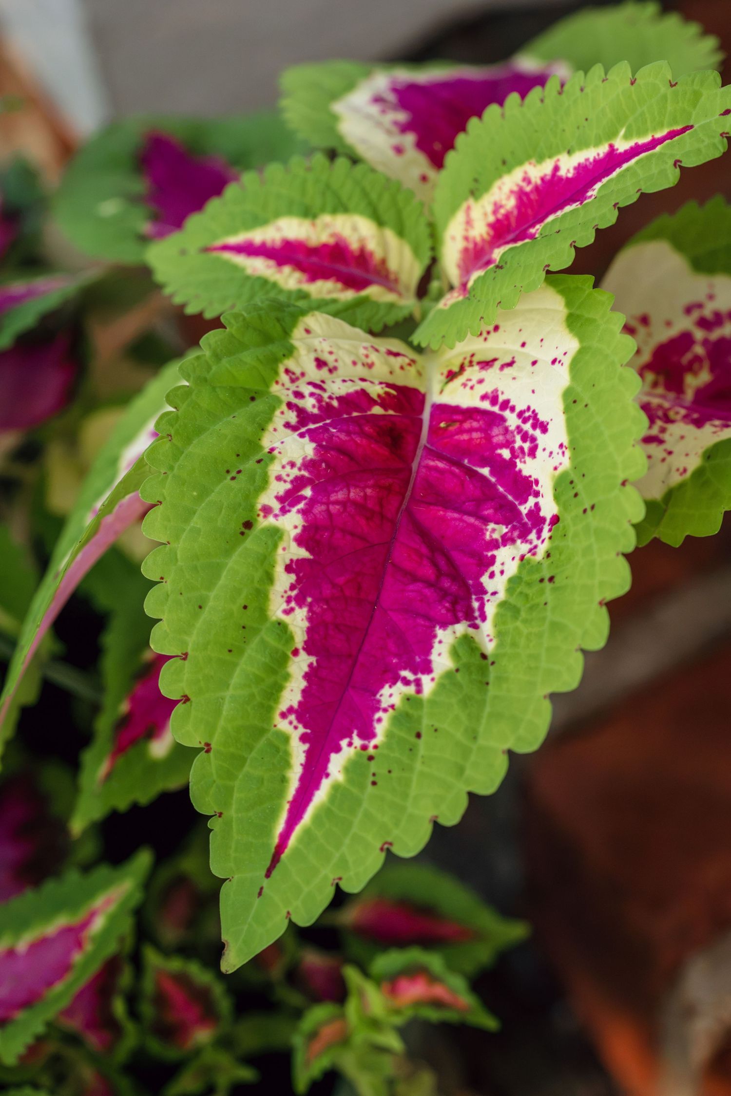 Vibrant coleus plant with magenta, cream, and green patterned leaves in close-up view.