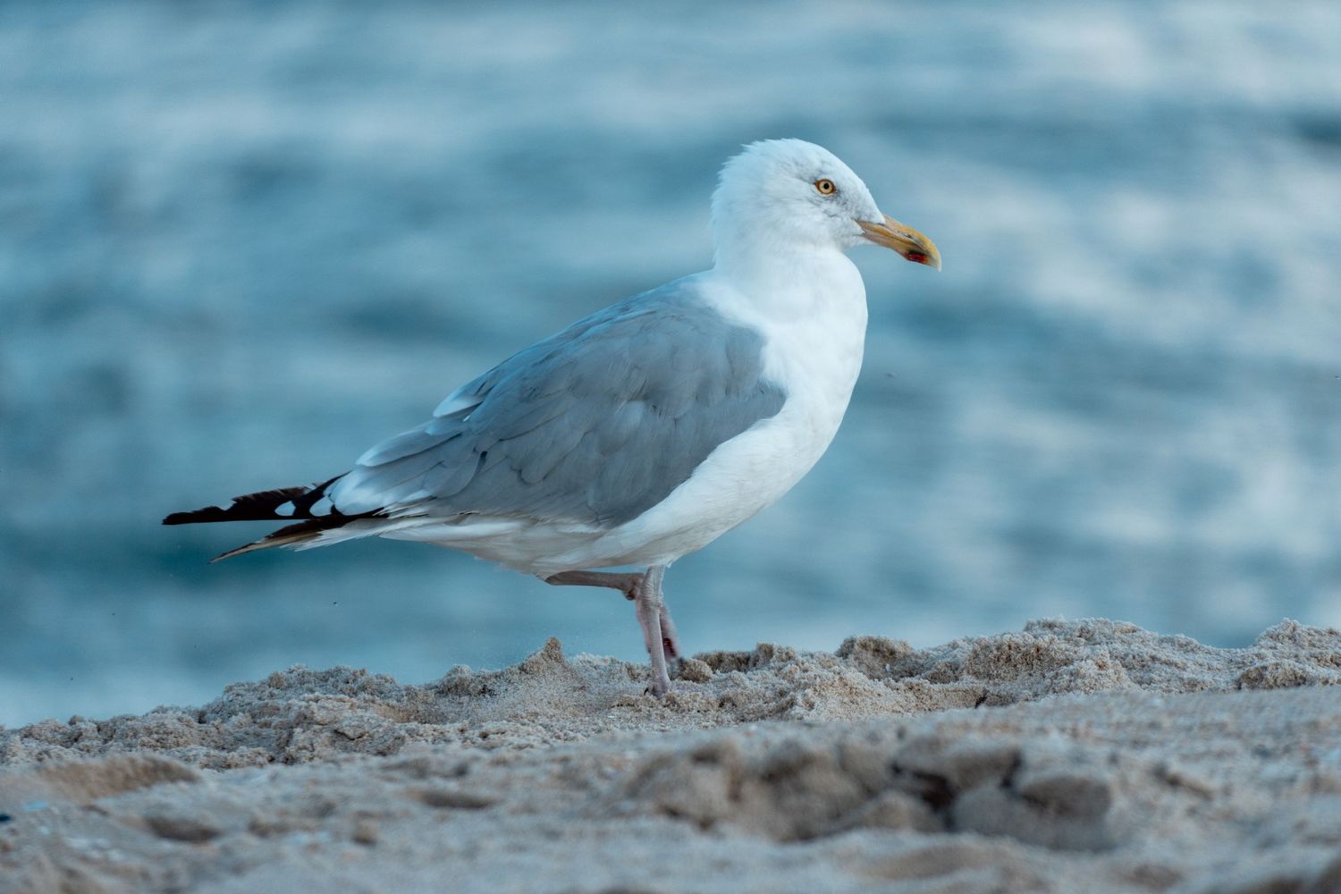 A white and gray seagull perches on sandy beach rocks with blue ocean behind it.