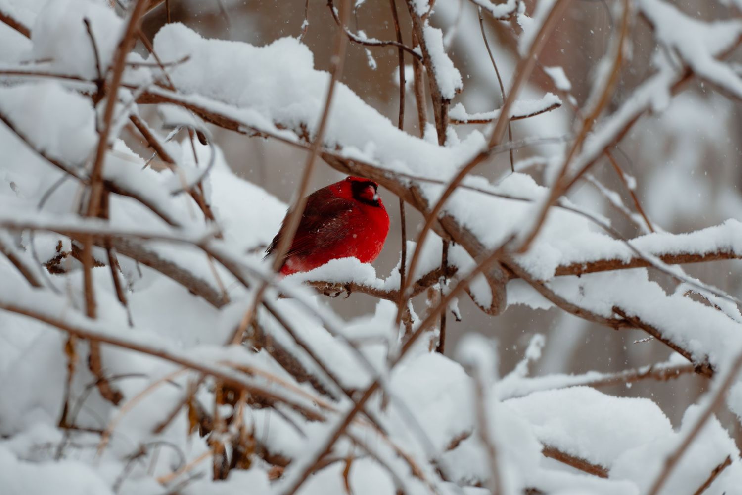 A vivid red male Northern Cardinal nestles among snow-covered bare branches in a winter landscape.