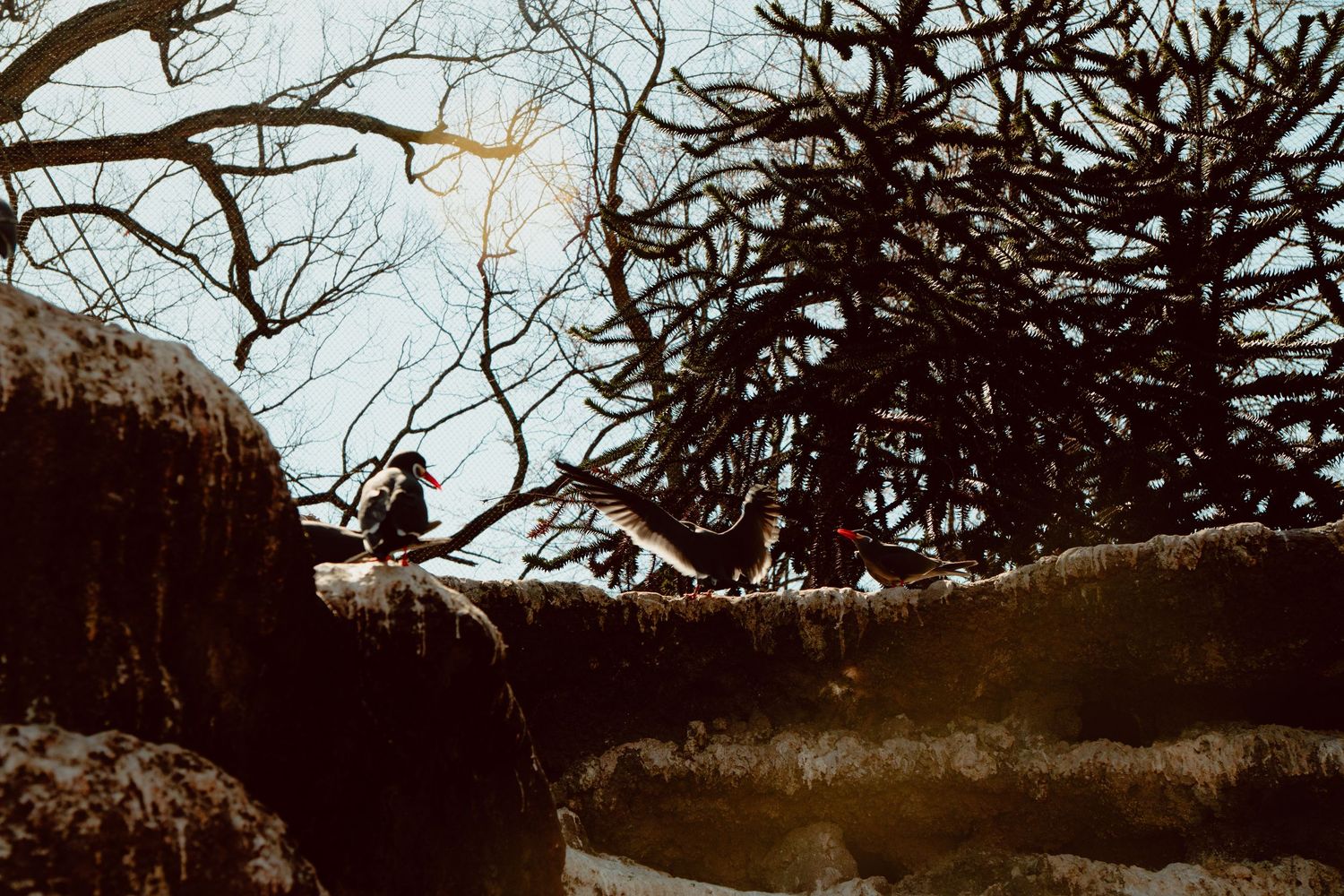 A bird perched on a snow-dusted rocky ledge surrounded by dramatic bare winter branches.