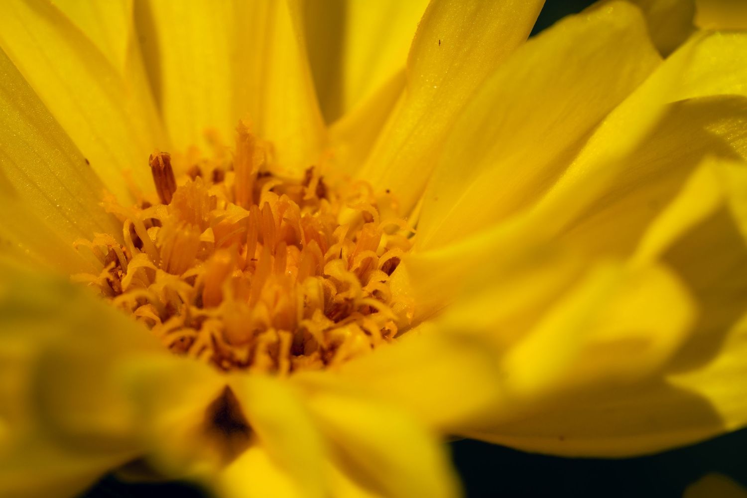 Extreme macro close-up of a yellow flower revealing intricate orange stamens.