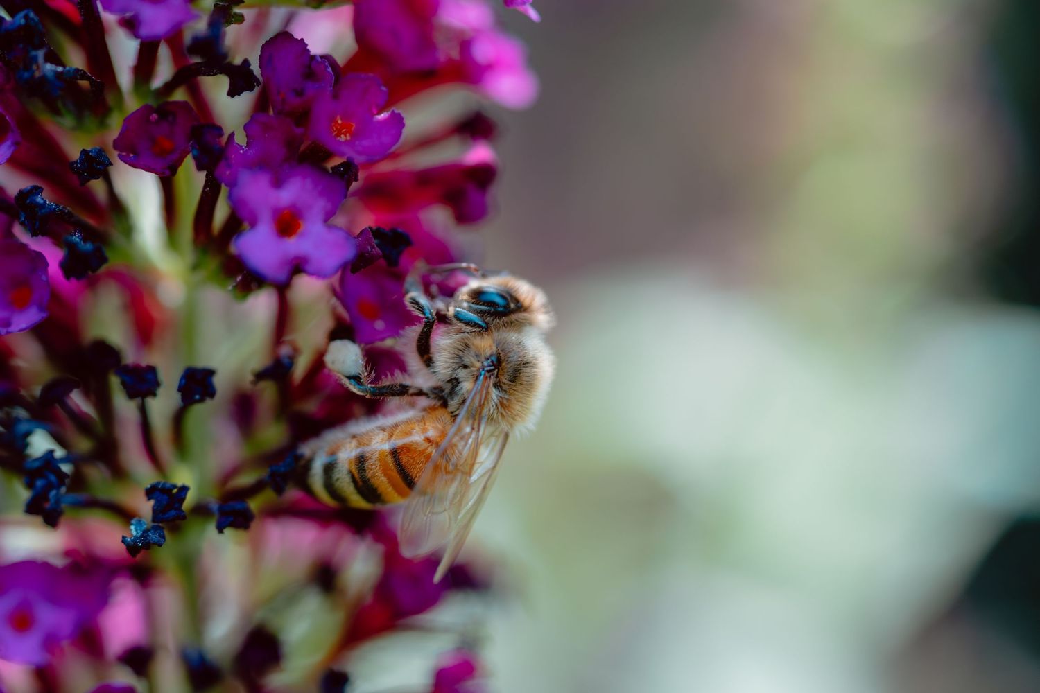 A honeybee collecting nectar from bright pink and purple buddleia flowers in a garden.
