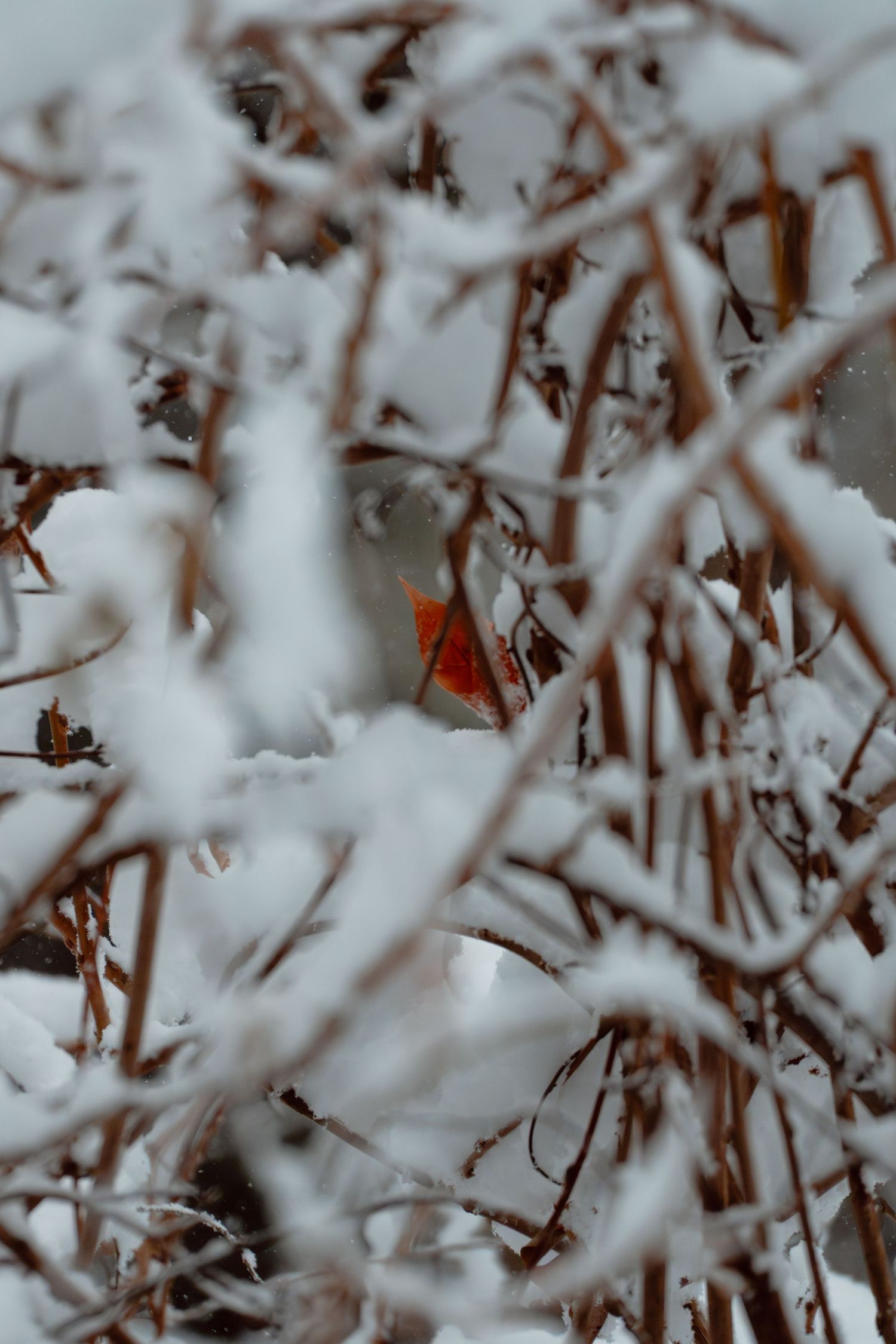 A vibrant red cardinal partially hidden among snow-dusted brown branches in winter.