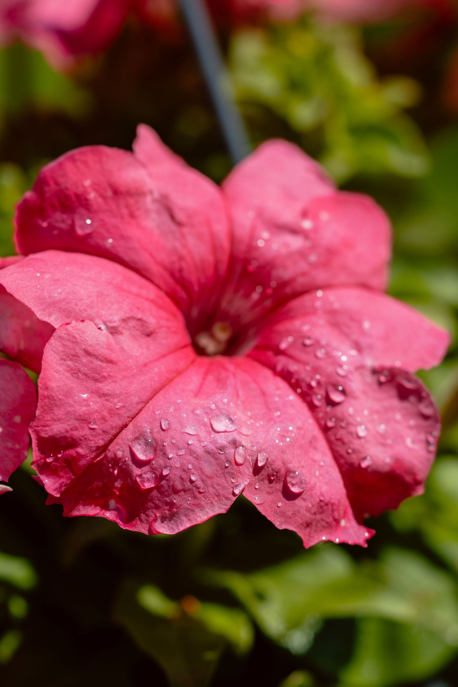 Pink petunia flower with water droplets on petals blooming in a sunny garden.