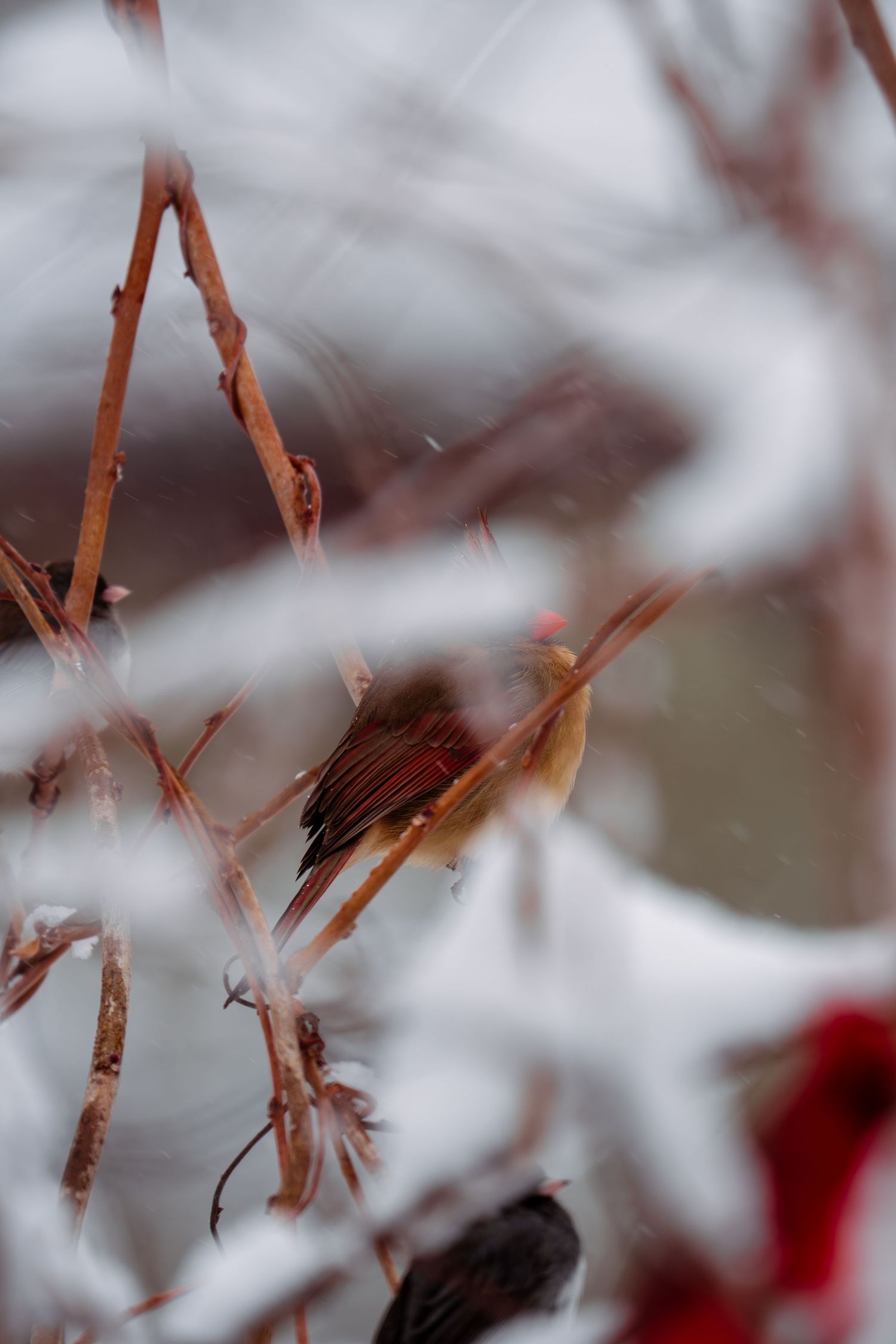 Female cardinal perched among snow-dusted red branches during winter snowfall.