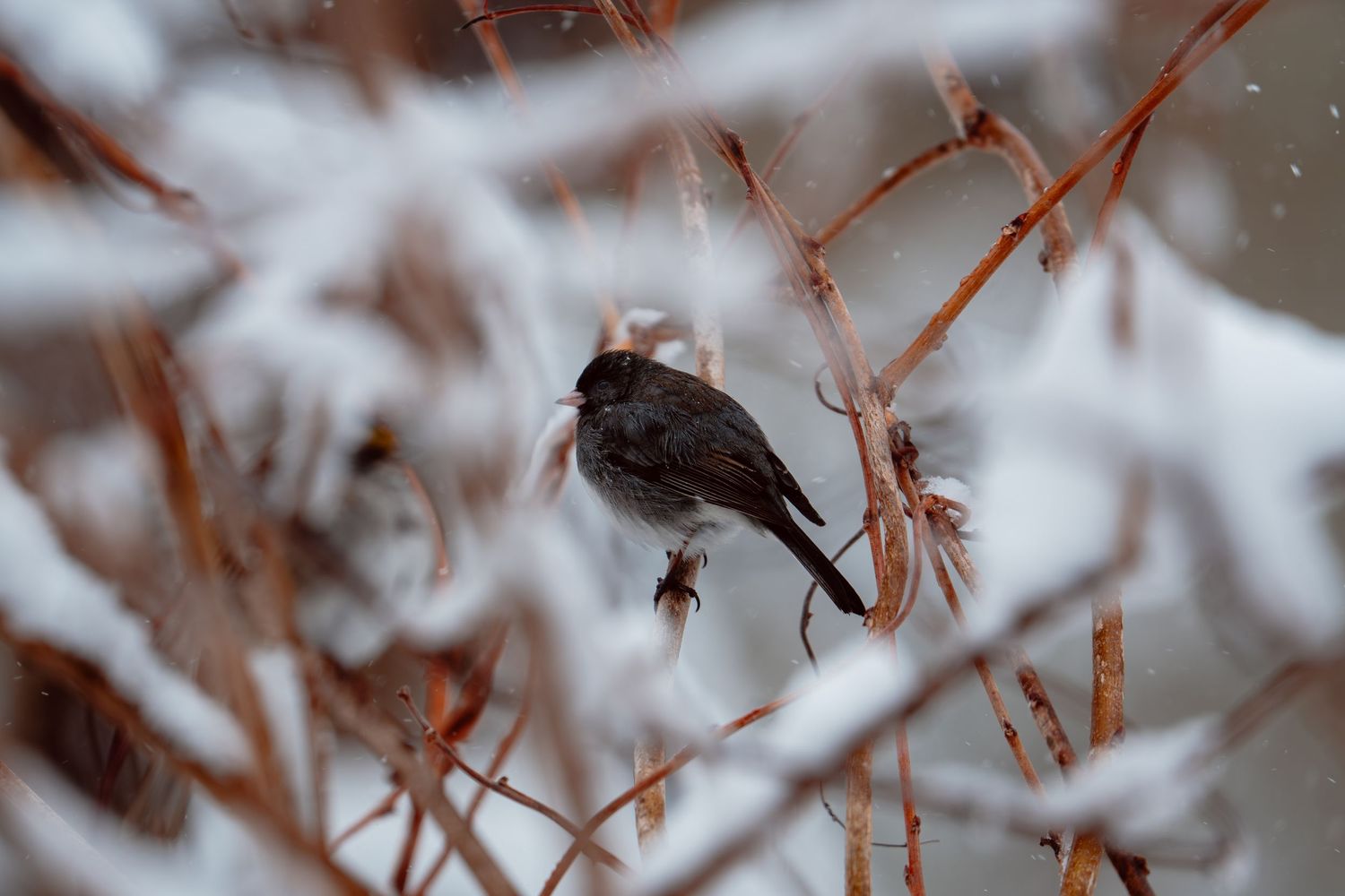 Small dark bird perched on snow-covered twigs during a winter storm.