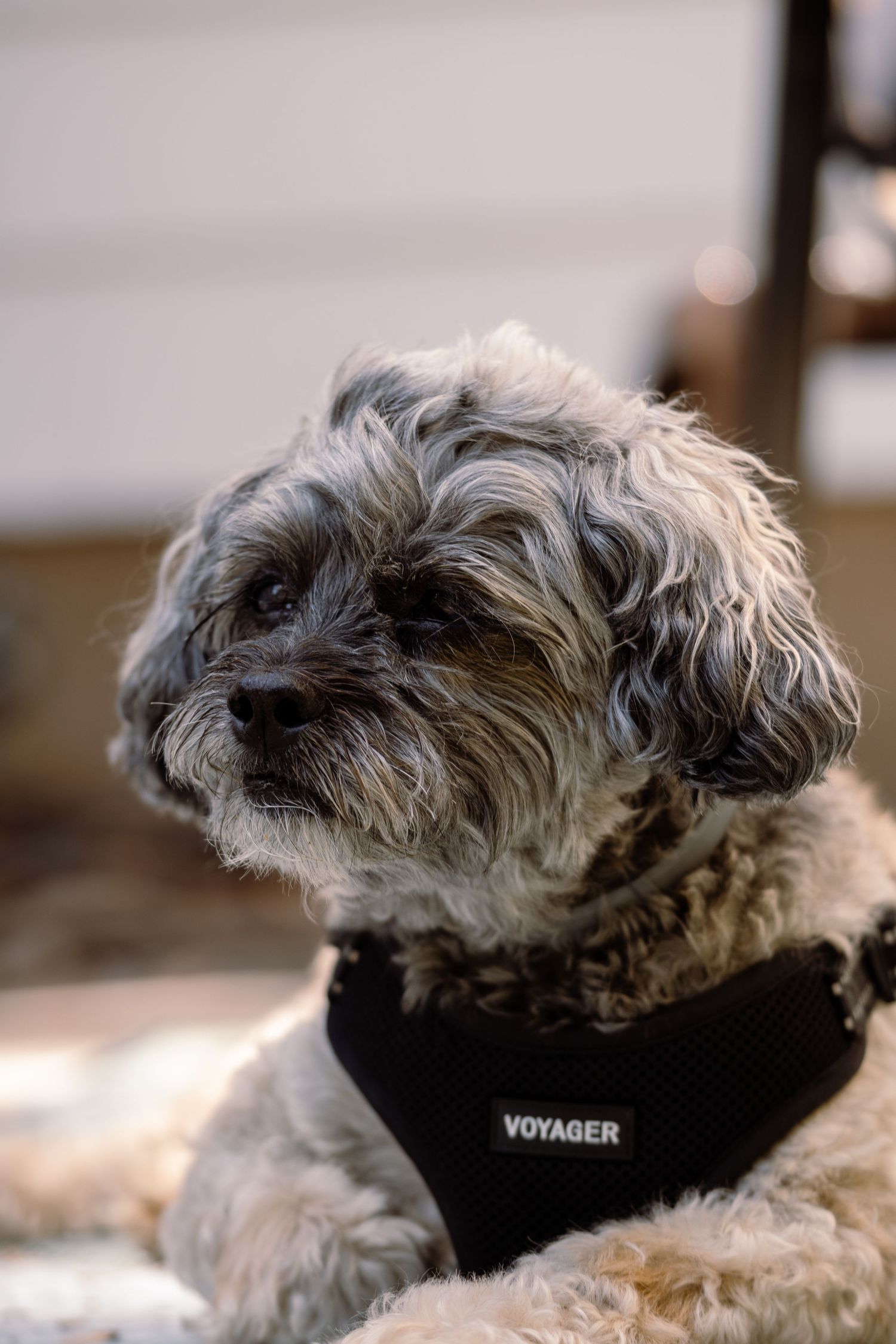 A fluffy gray and white small dog wearing a black Voyager harness sits outdoors.