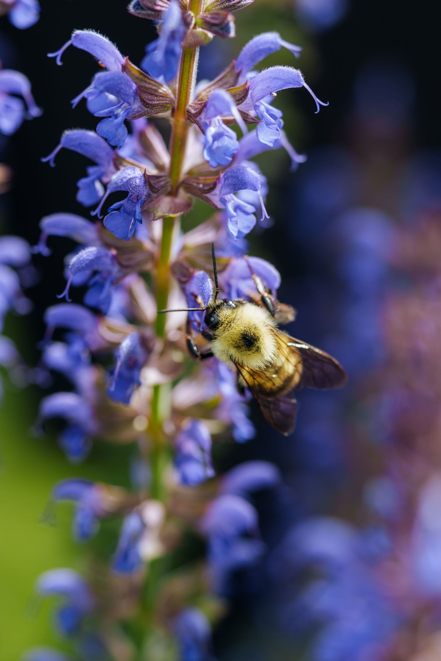 A fuzzy bumblebee collecting nectar from vibrant purple salvia flowers in a garden setting.