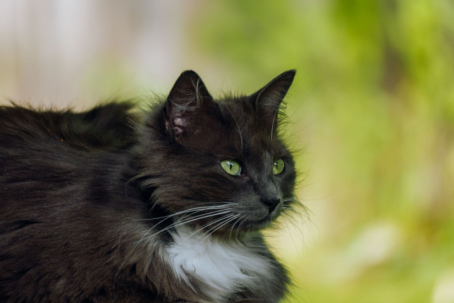 A fluffy black and white cat with striking green eyes gazes alertly against a soft green bokeh background.