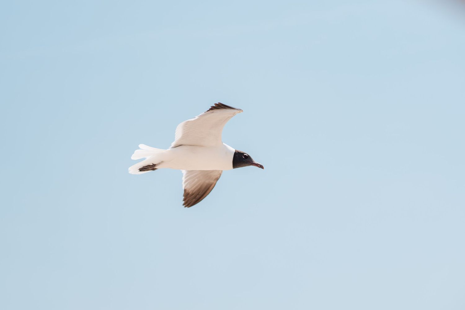 A laughing gull with black head and white body soars gracefully against a clear blue sky.