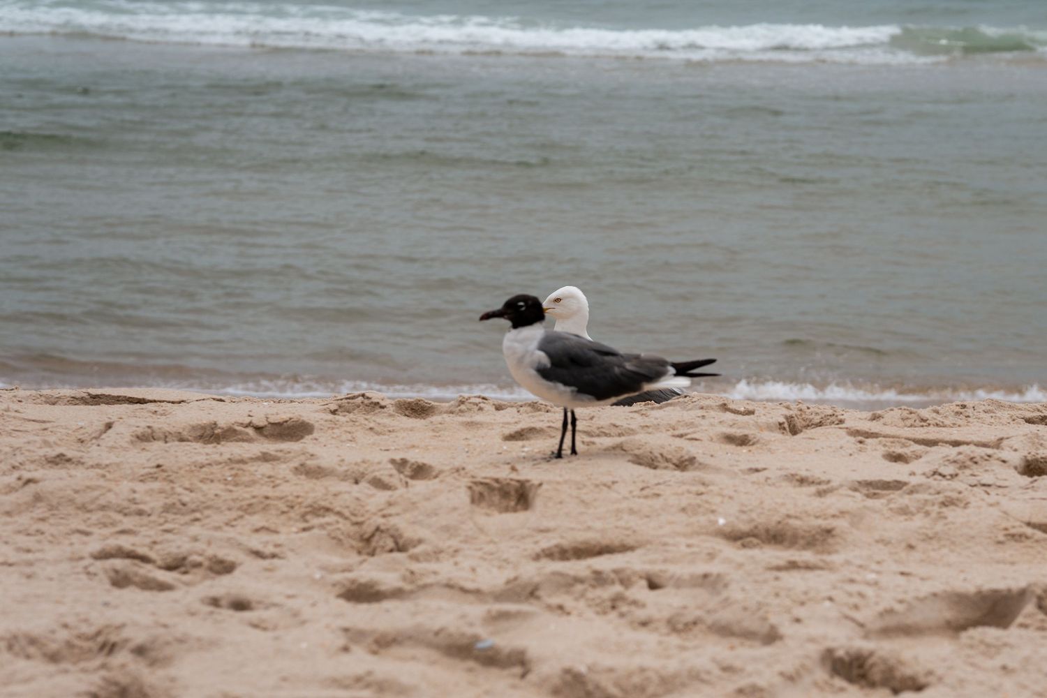 A laughing gull stands on sandy beach shore with ocean waves in the background on an overcast day.