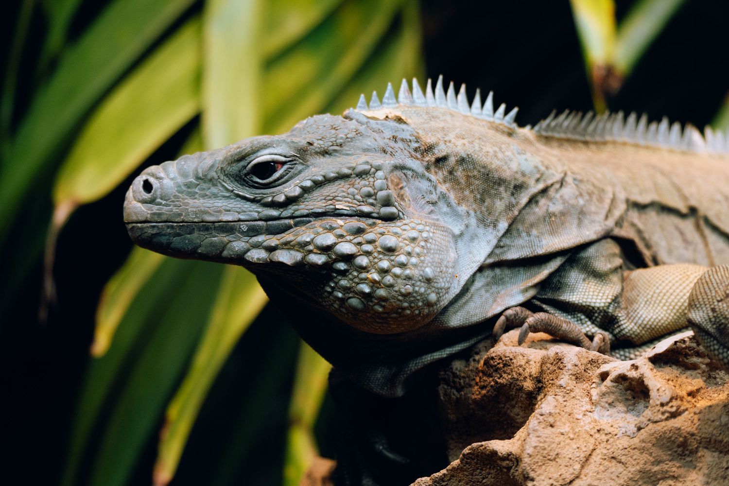 Close-up side profile of a gray iguana resting on a rock with tropical green leaves in background.