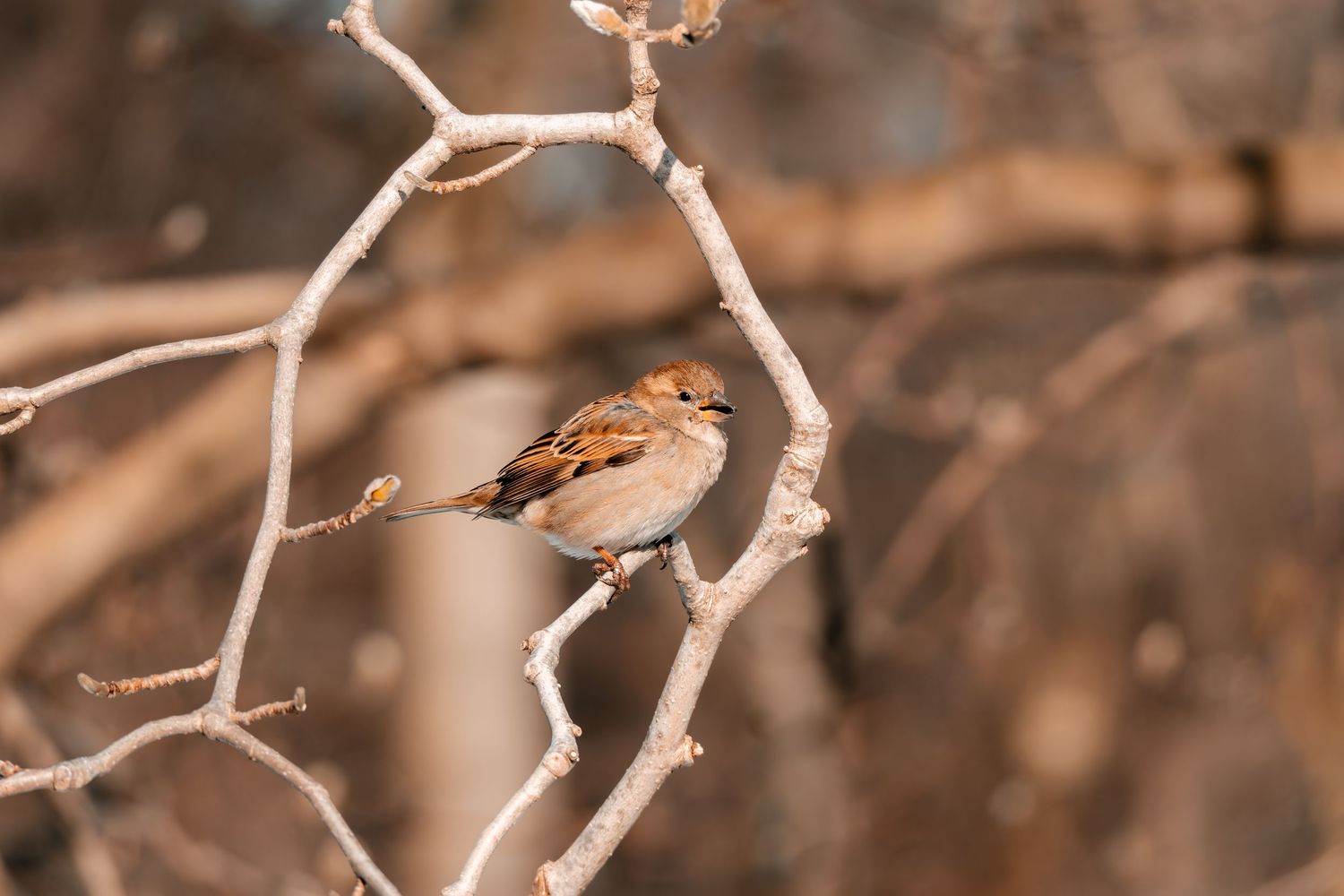 A plump sparrow sits on a bare branch in soft warm winter light.