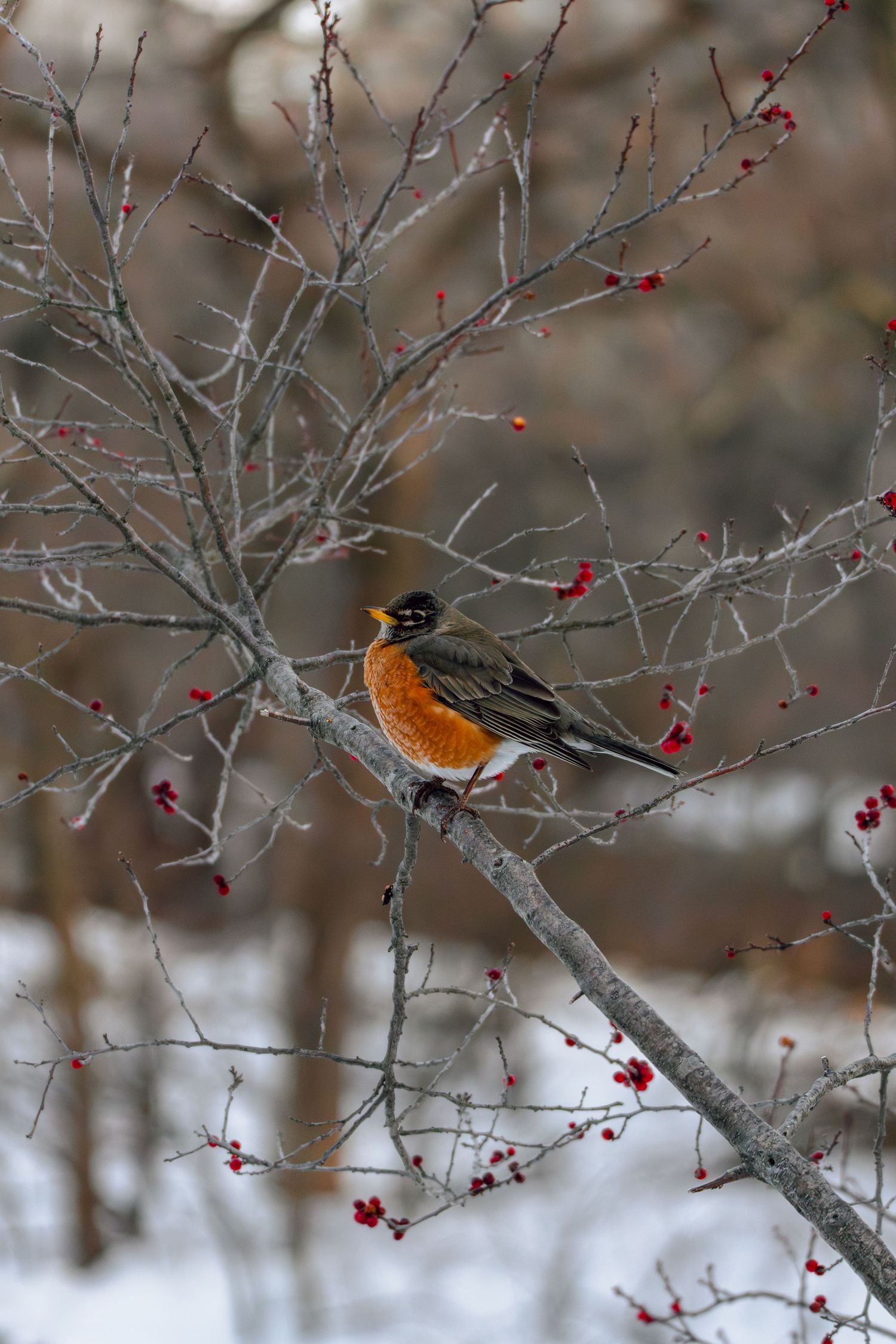 American Robin perched on a snow-covered bare branch surrounded by bright red winter berries.