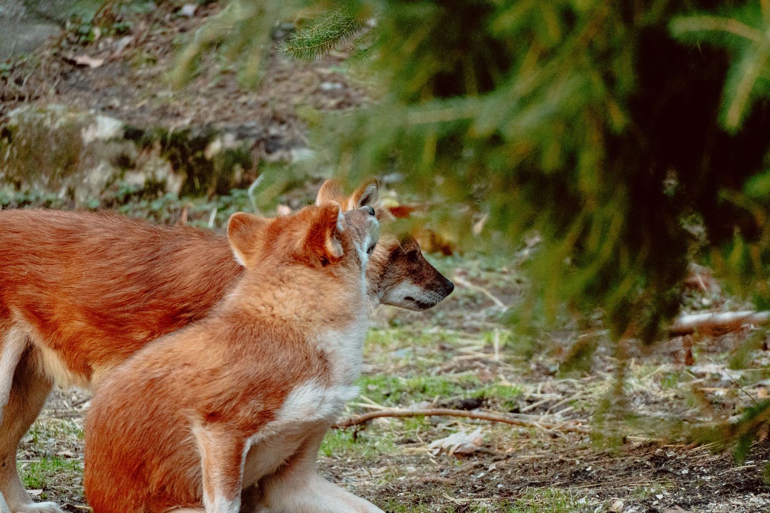 Two reddish-brown dingoes standing close together in a lush green forested enclosure.
