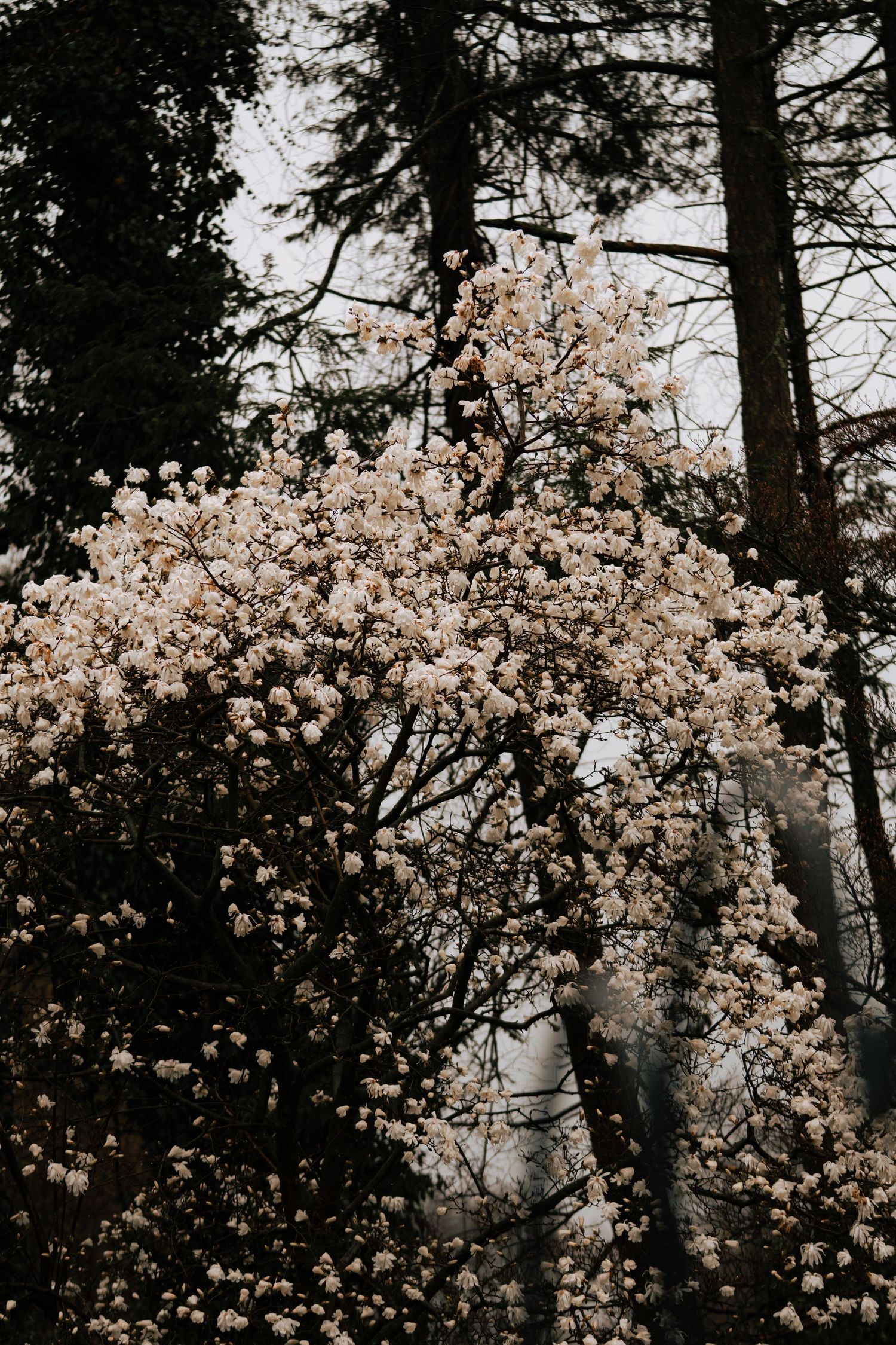 A blooming white magnolia tree covered in spring blossoms surrounded by tall dark evergreen trees.