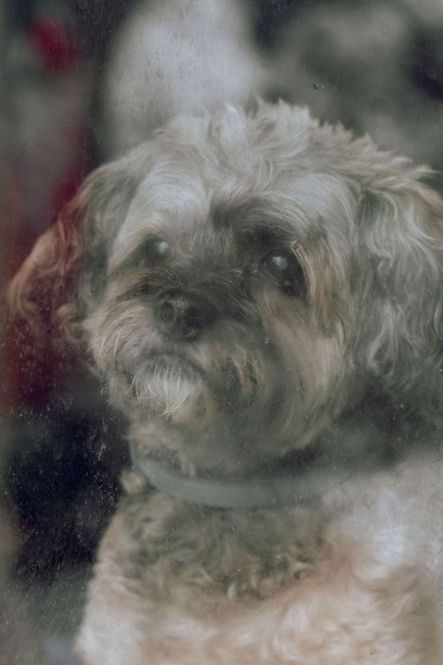 A fluffy gray Shih Tzu dog gazes through a dirty glass window with a soft, wistful expression.