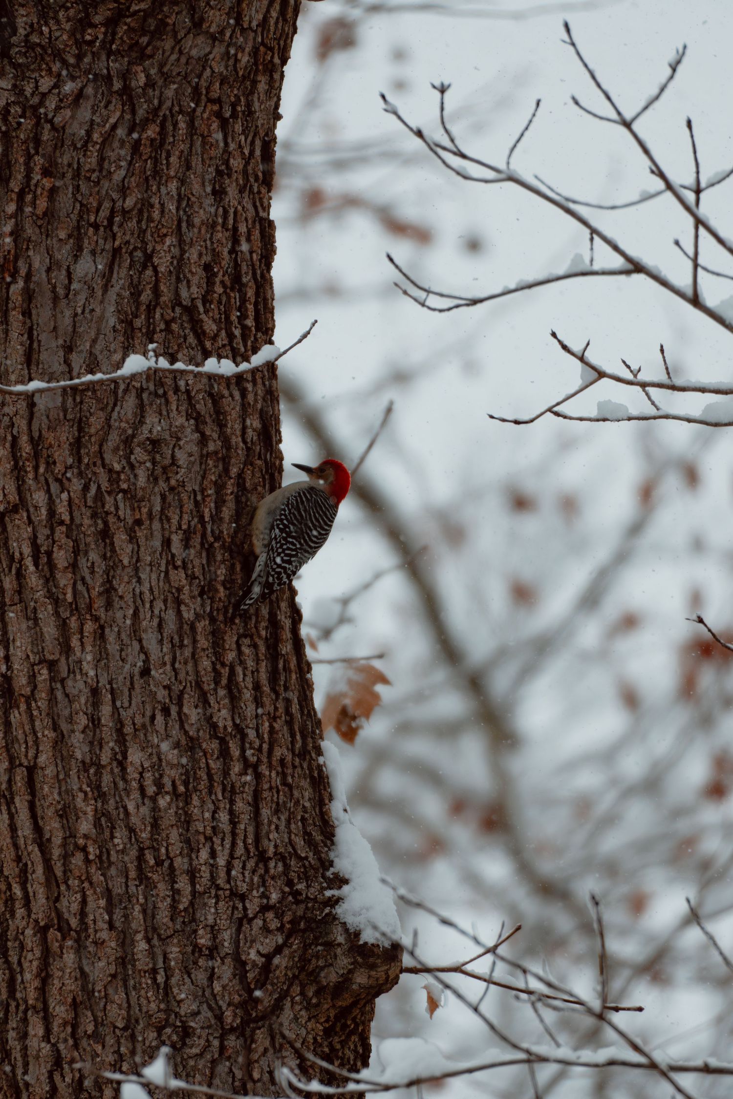 Red-bellied woodpecker on a snow-dusted tree trunk with bare winter branches in background.