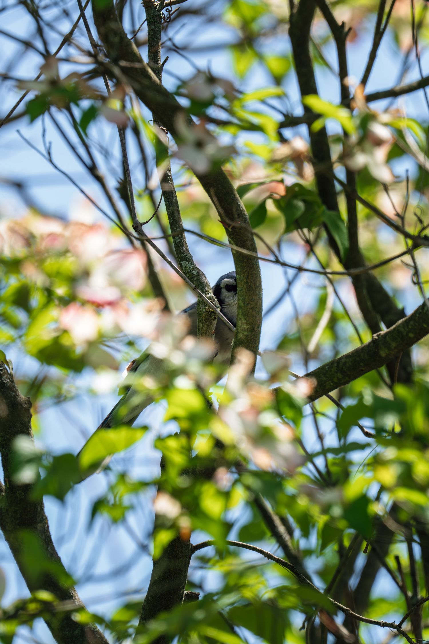 Blue jay partially hidden among flowering dogwood tree branches and green spring leaves.