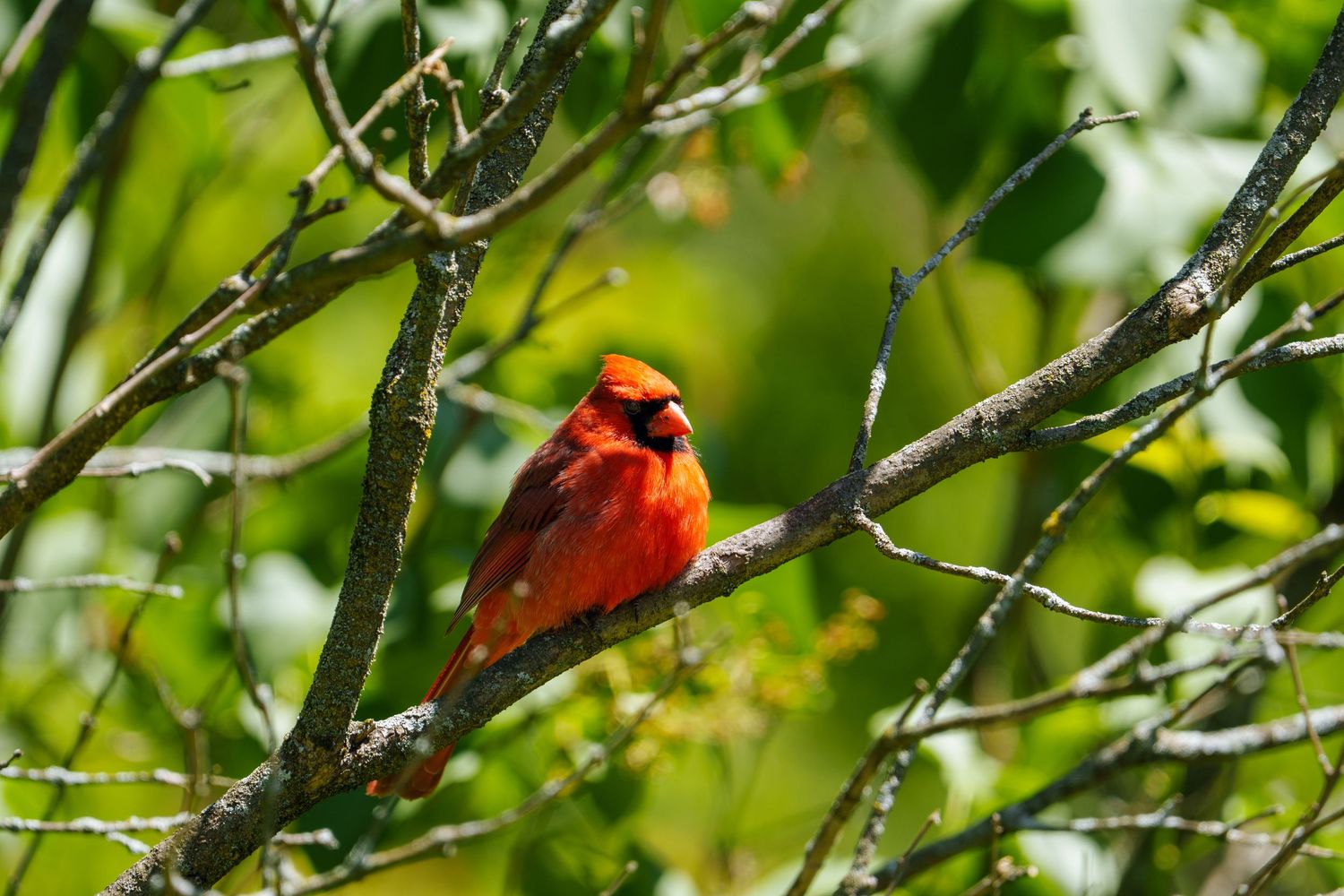 A vivid red male northern cardinal sitting among leafy tree branches.
