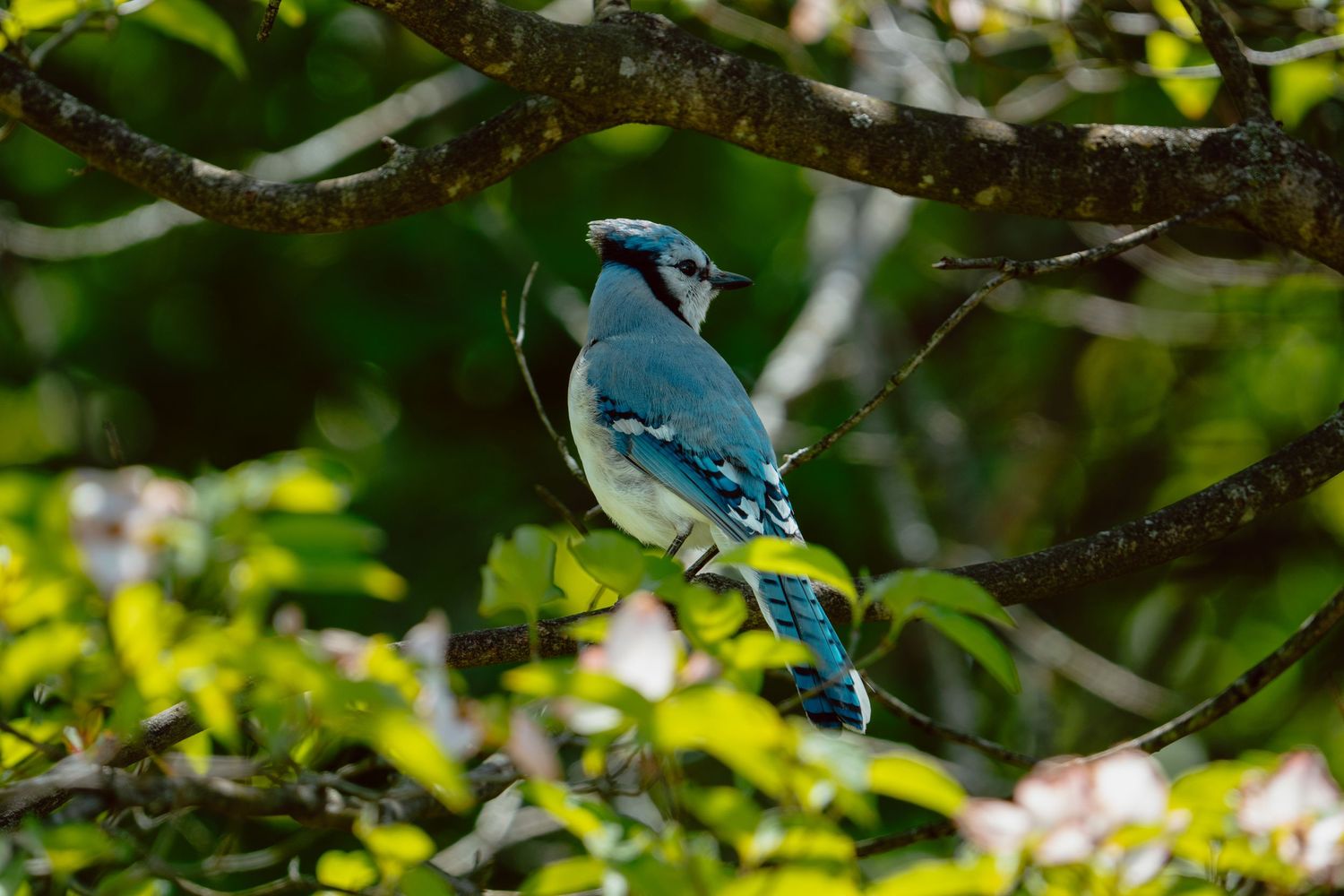 A blue jay bird perched on a mossy branch amid green foliage in a sunlit forest setting.