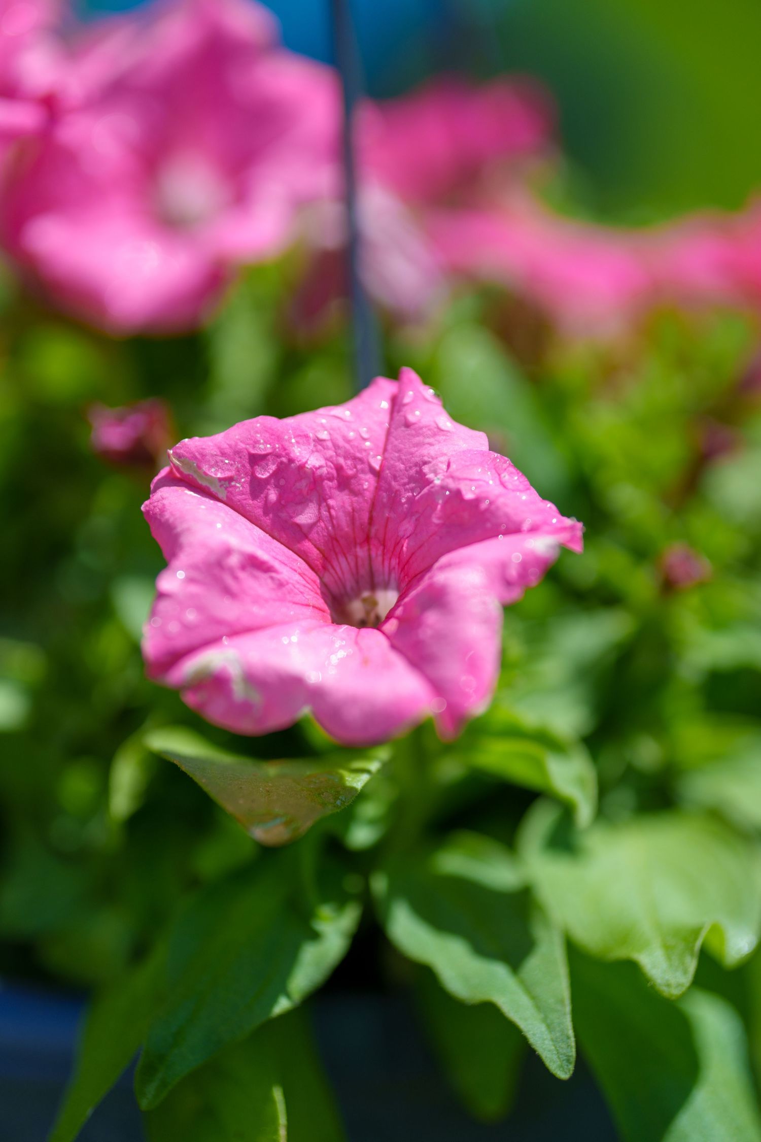 Single bright pink petunia with water droplets in a hanging basket planter.