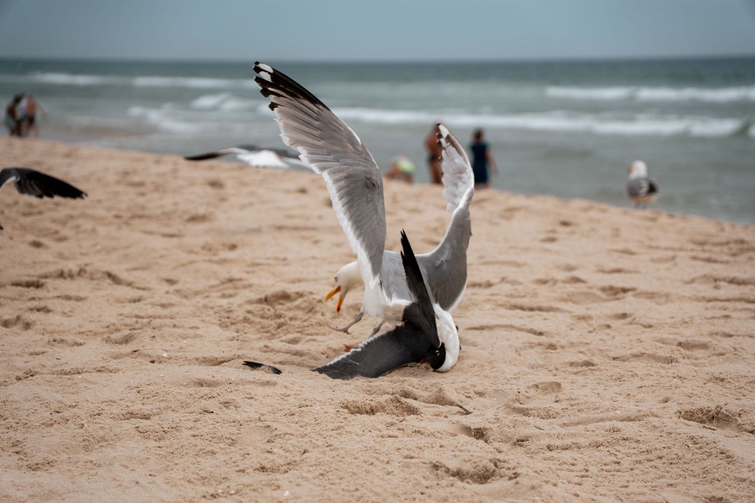 Two seagulls fighting on a sandy beach with ocean waves and people in the background.