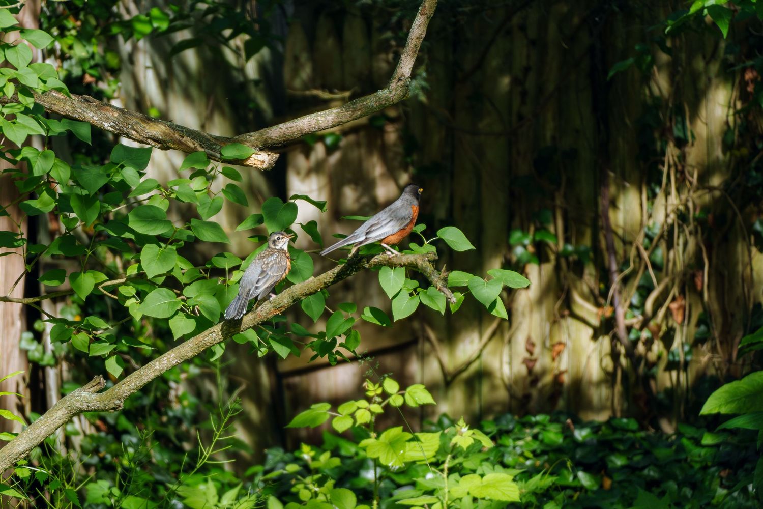 Two robins perched on a tree branch surrounded by lush green foliage in a sunlit forest setting.