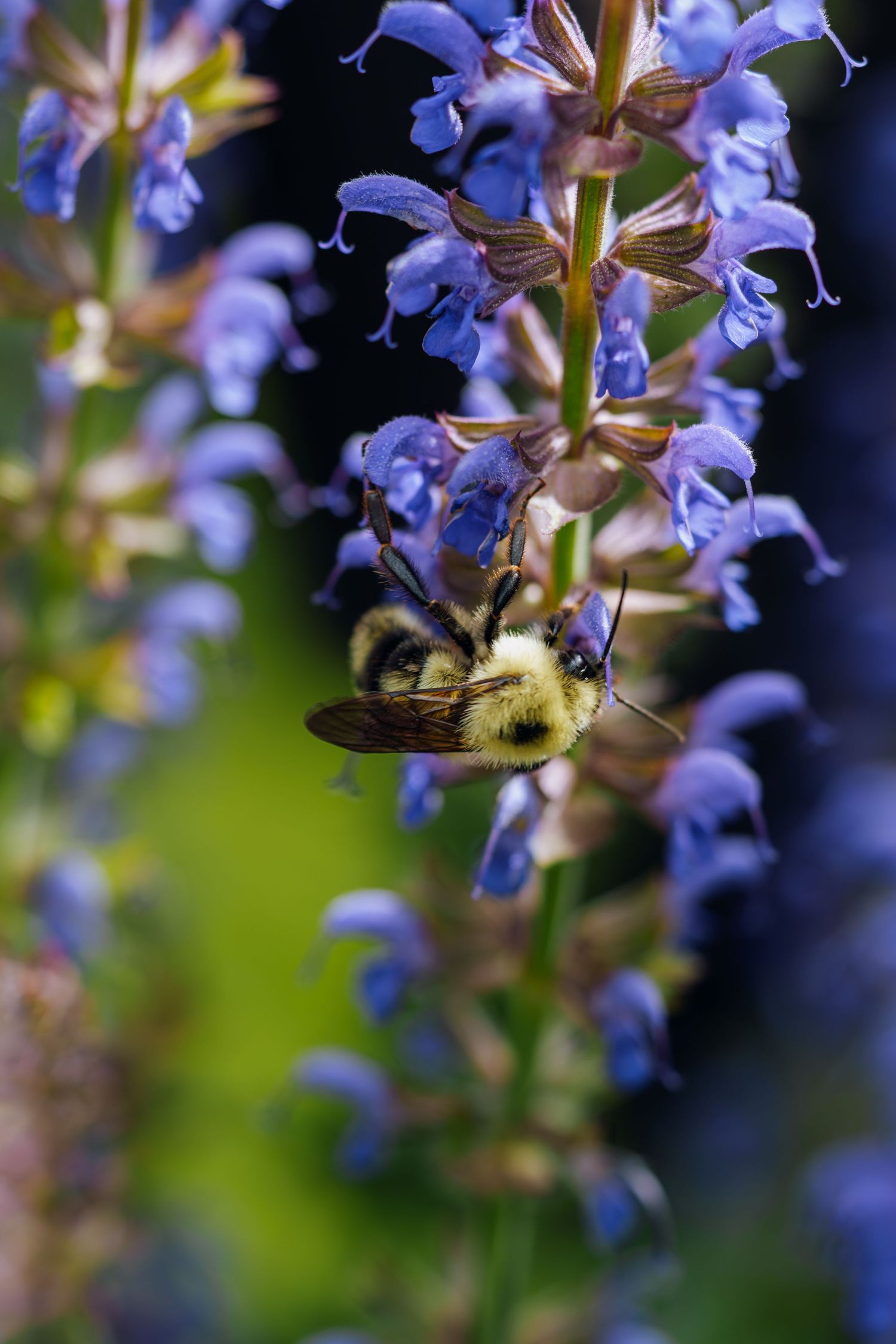 A bumblebee collecting nectar from purple salvia flowers in a garden, with a blurred green background.