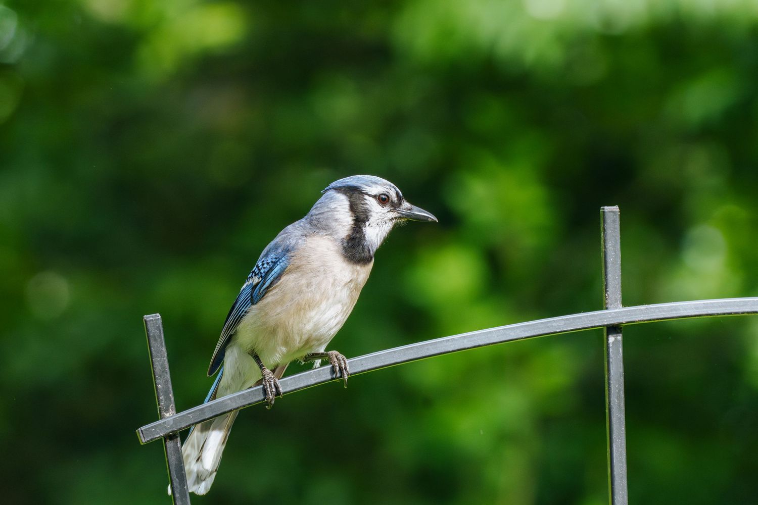 A blue jay perched on a metal garden stake with lush green foliage in the background.
